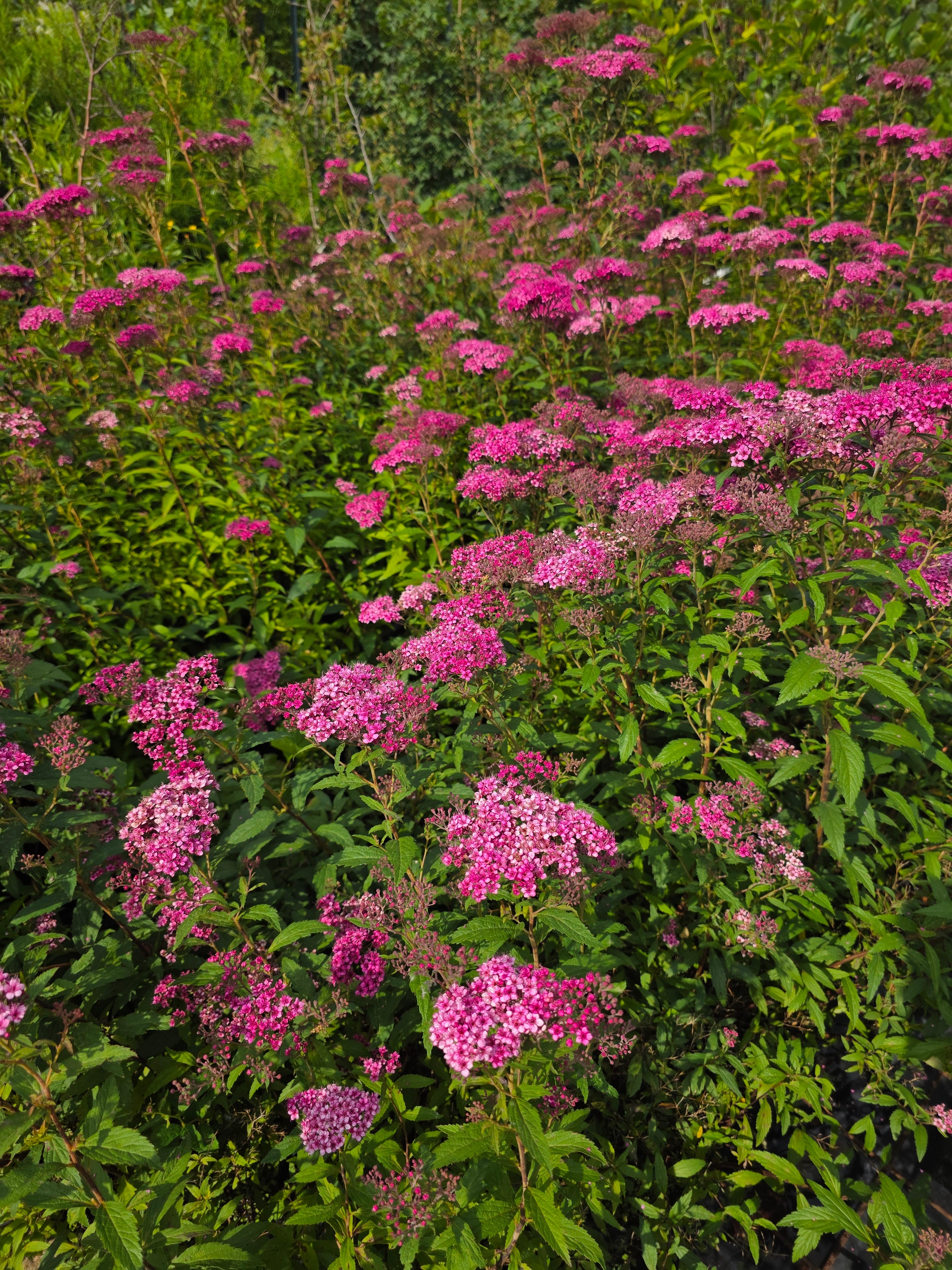 Rote Sommerspiere Anthony Waterer - Spiraea japonica 'Anthony Waterer'