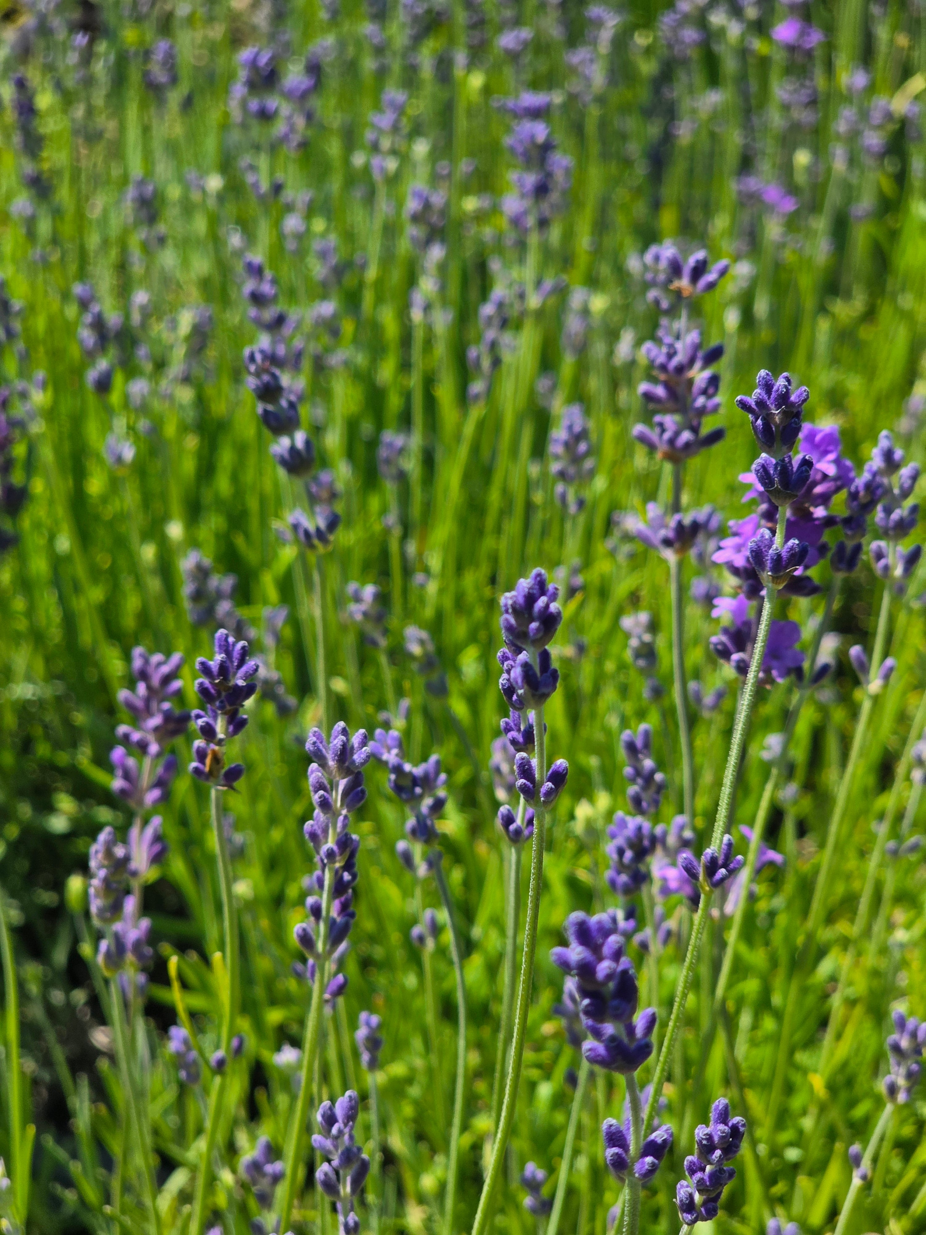 Echter Lavendel - Lavandula angustifolia