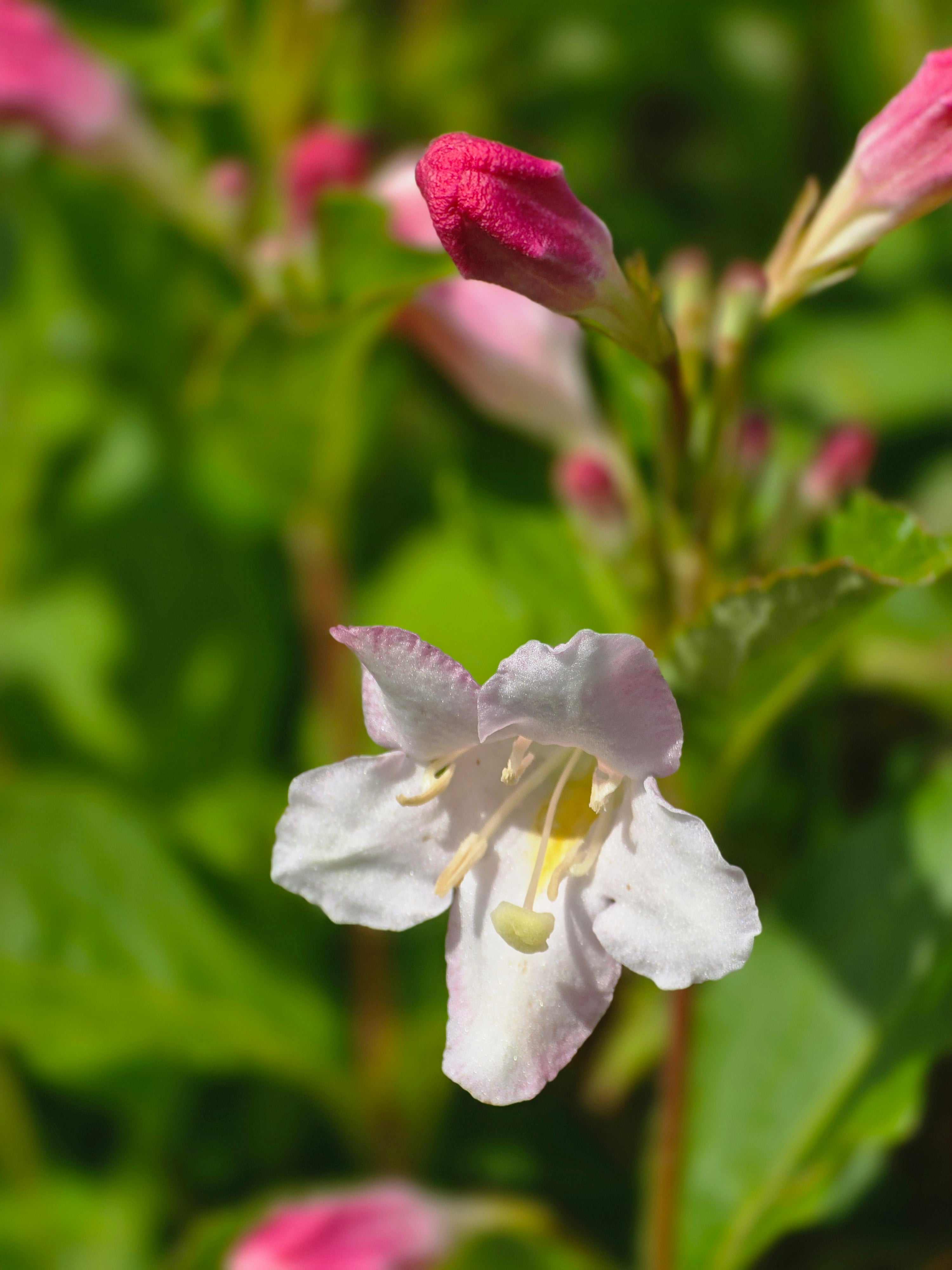 Rosa Weigelie - Weigela florida