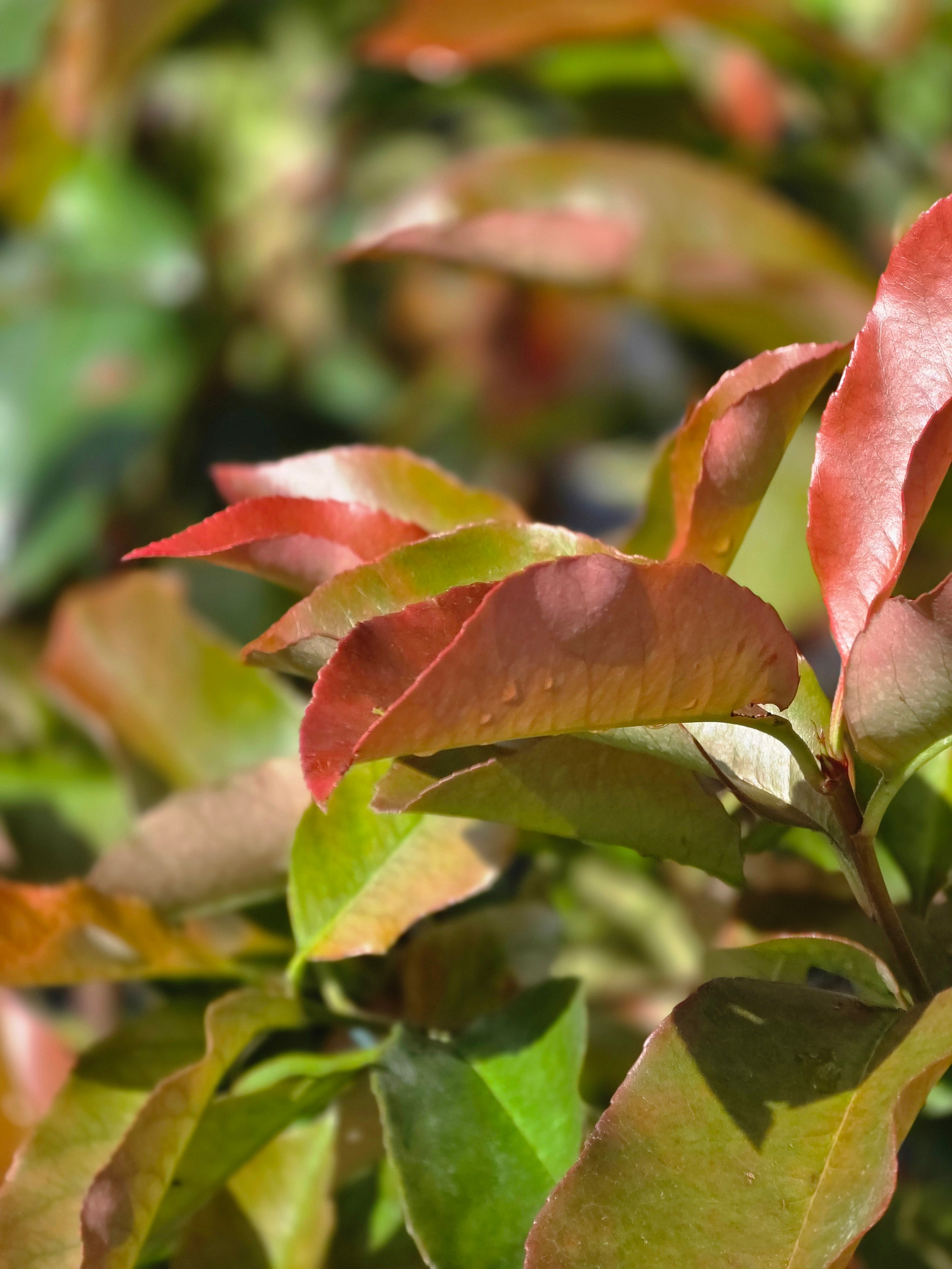 Glanzmispel 'Red Robin' - Photinia fraseri 'Red Robin'
