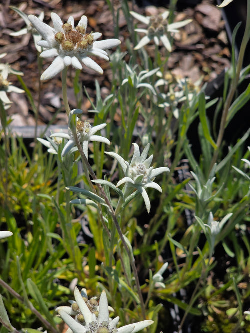 Alpen-Edelweiß - Leontopodium alpinum