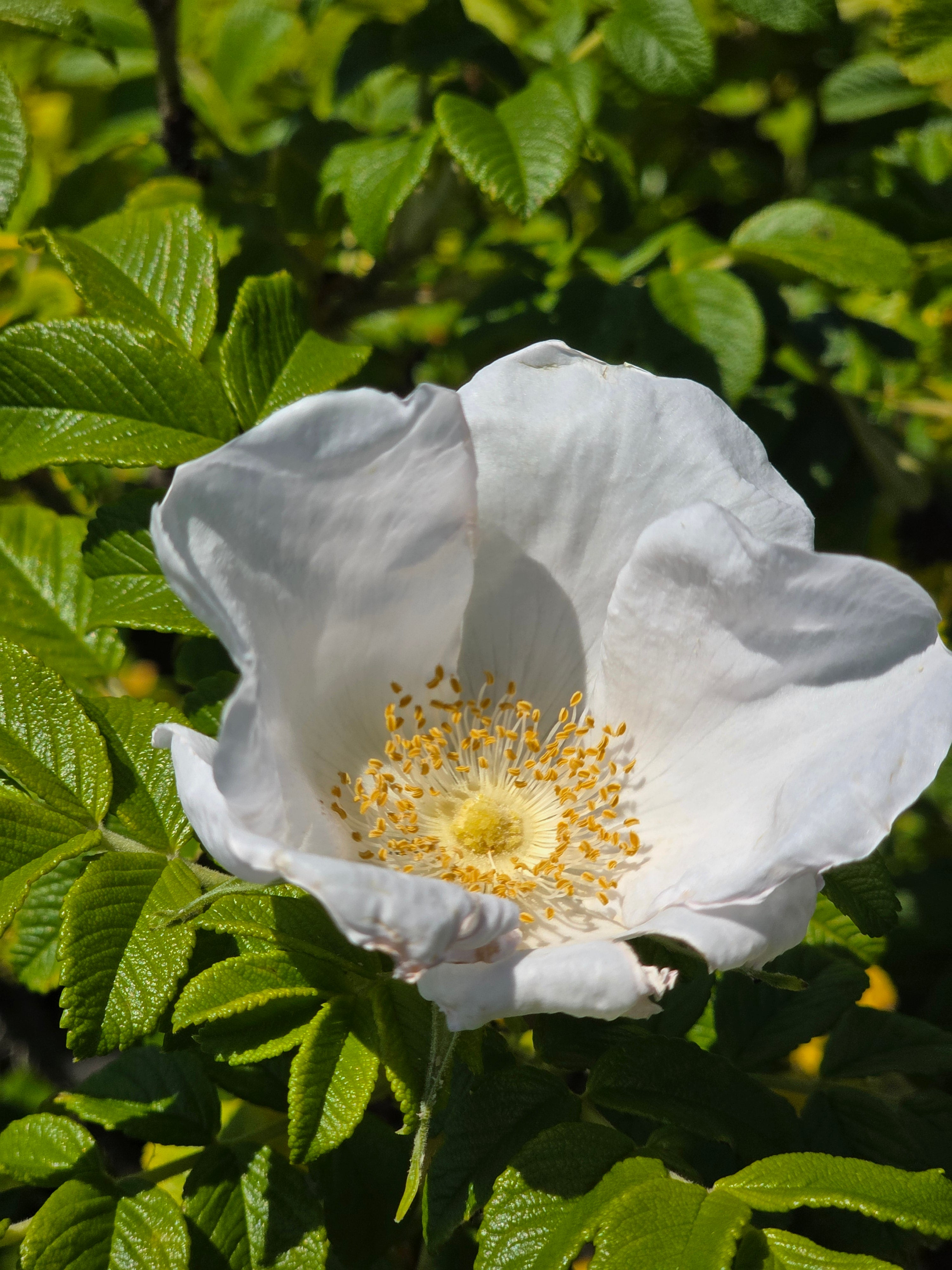 Weiße Apfelrose - Rosa rugosa alba