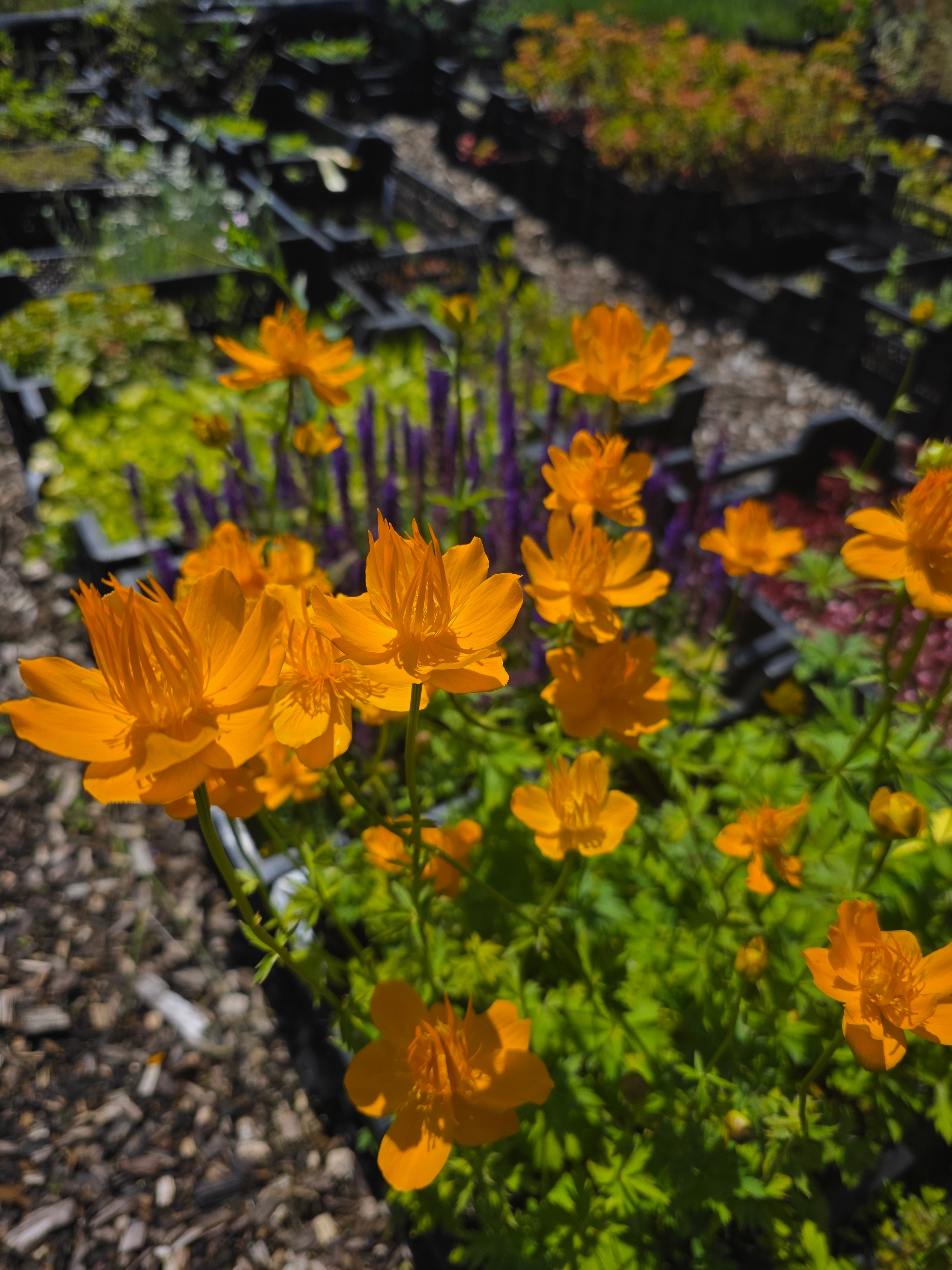 Garten-Trollblume - Trollius chinensis 'Golden Queen'