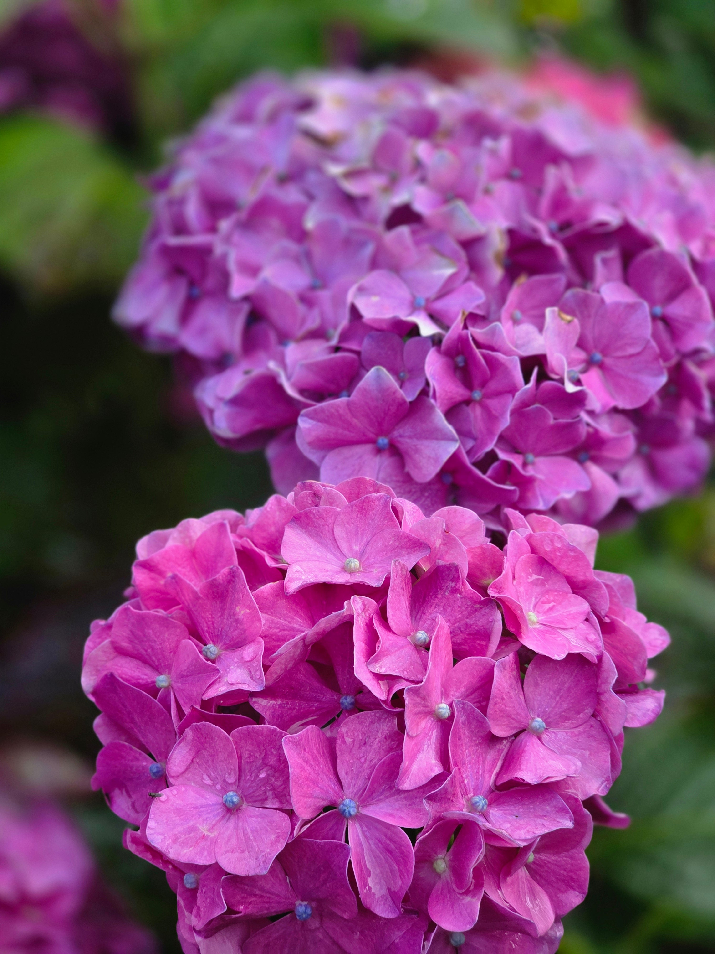 Bauernhortensie 'Bouquet Rose' - Hydrangea macrophylla 'Bouquet Rose'