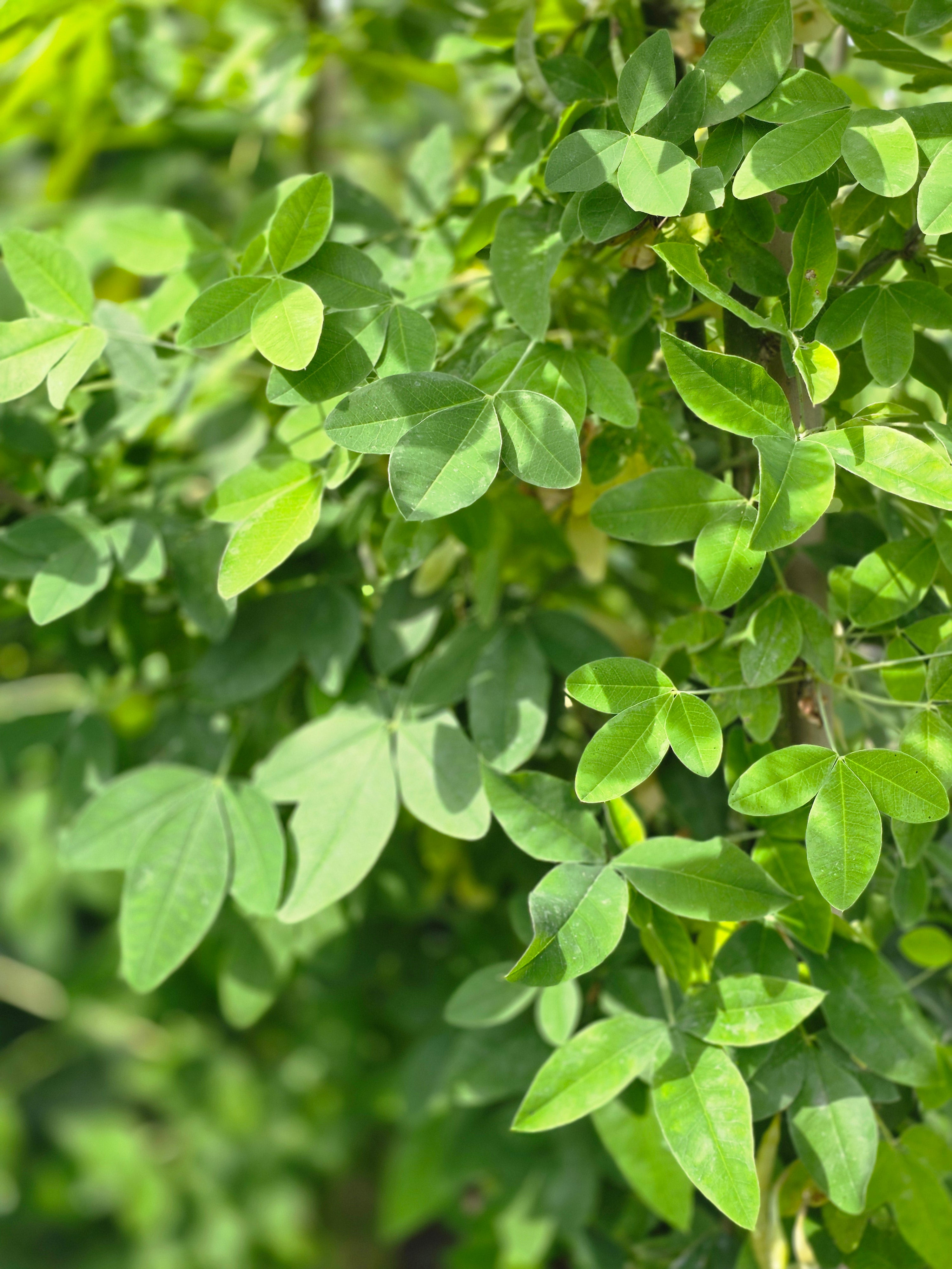 Edel-Goldregen - Laburnum watereri 'Vossii'