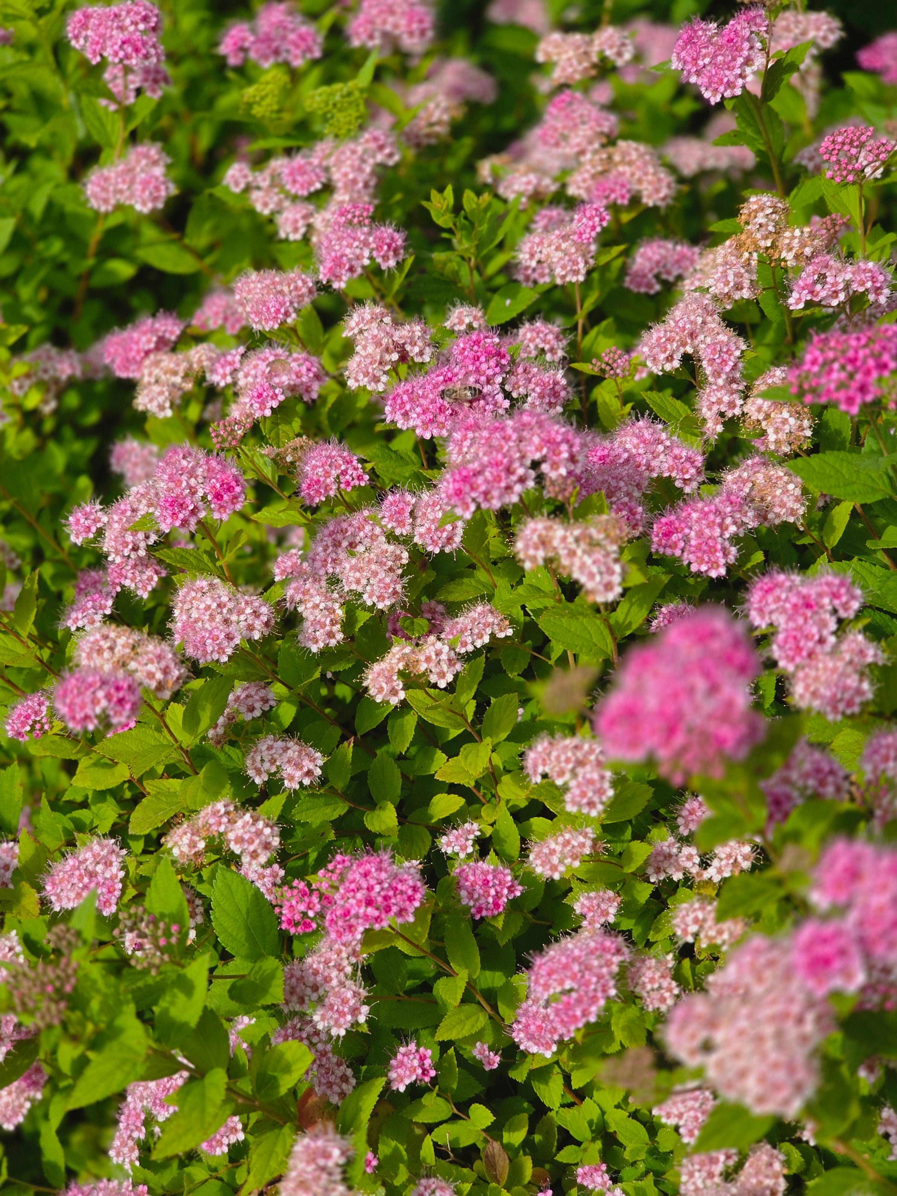 Rosa Zwergspiere - Spiraea japonica 'Little Princess'
