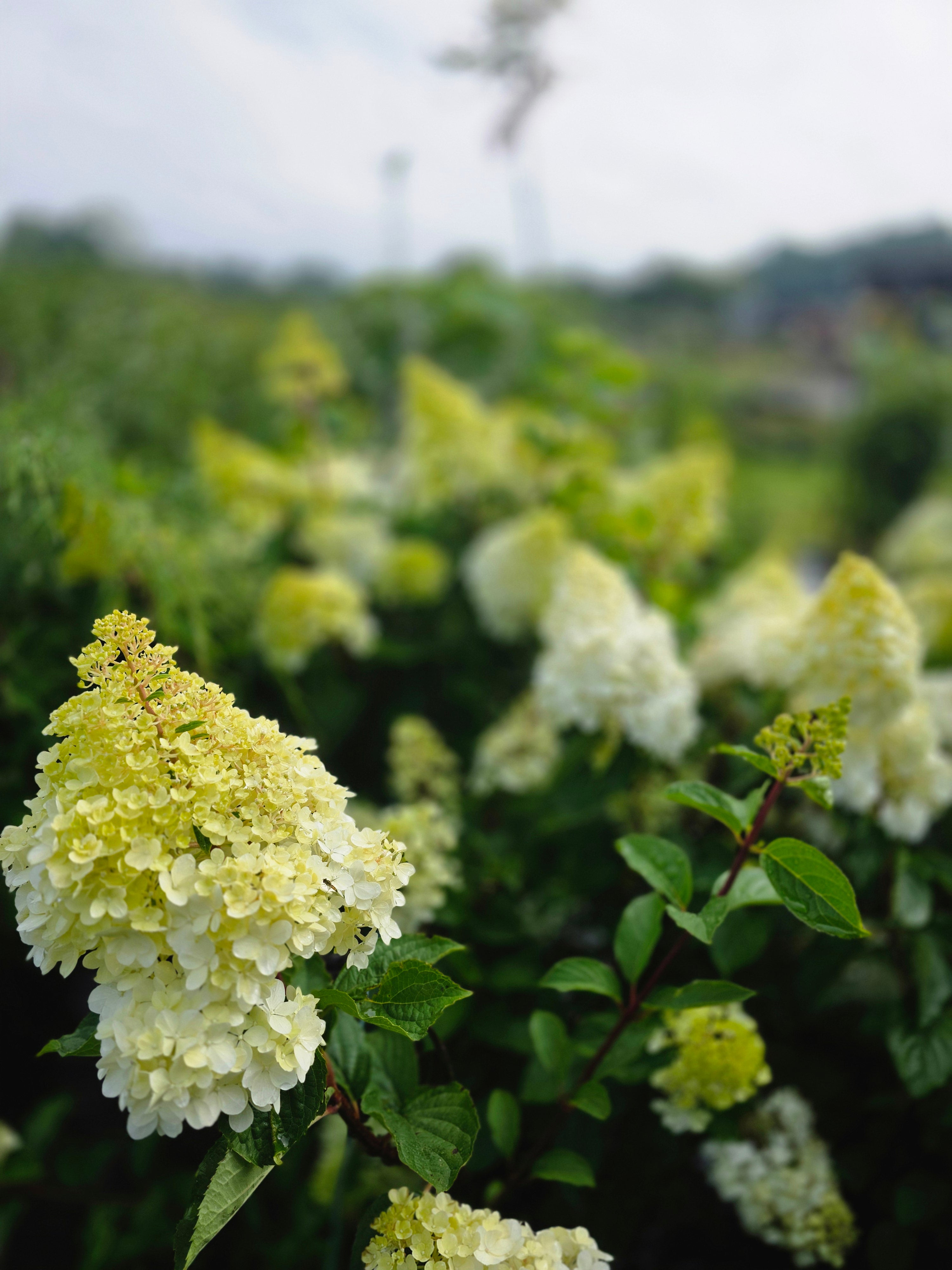 Strauchhortensie 'Grandiflora' - Hydrangea arborescens 'Grandiflora'