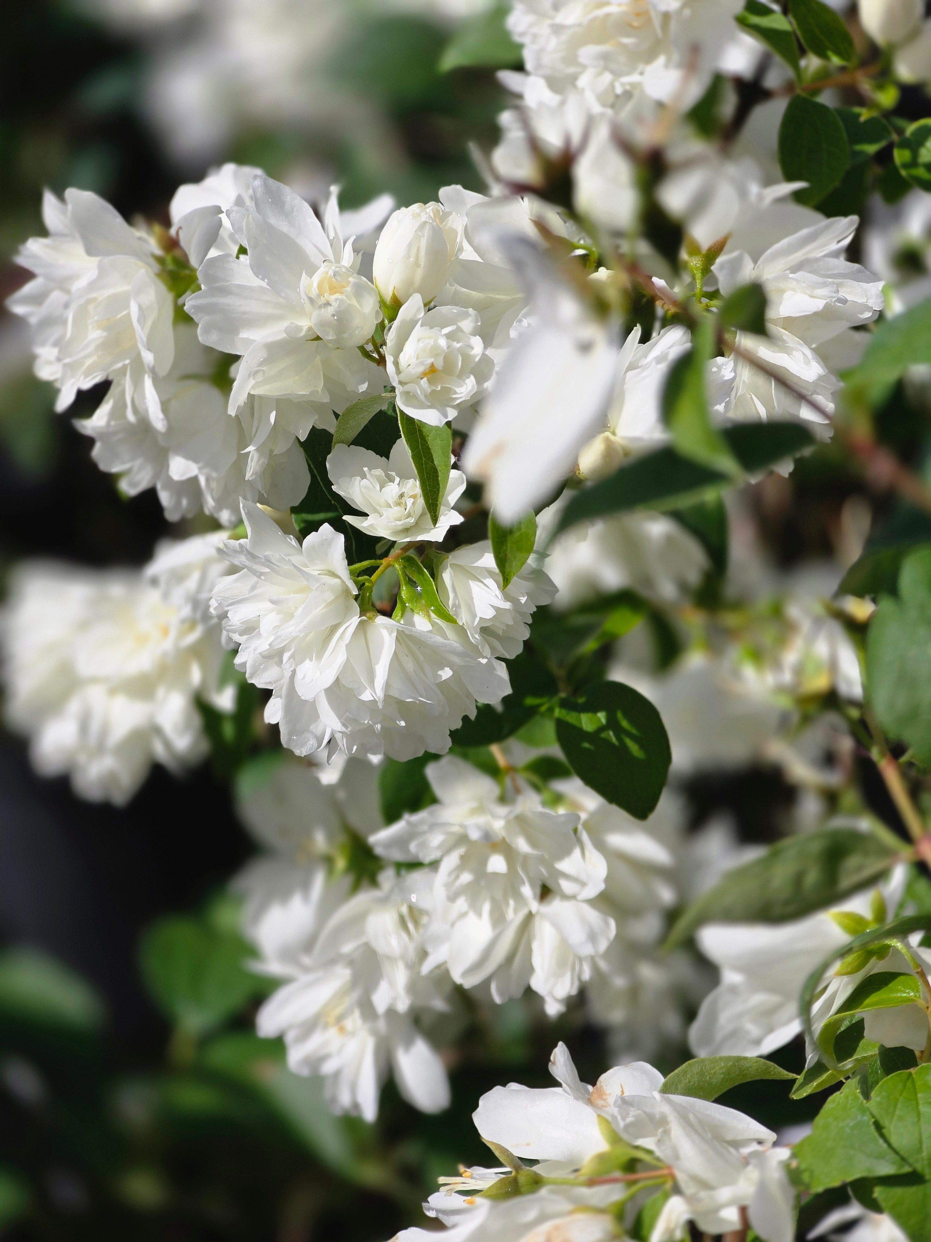 Gefüllter Gartenjasmin 'Schneesturm' - Philadelphus 'Schneesturm'