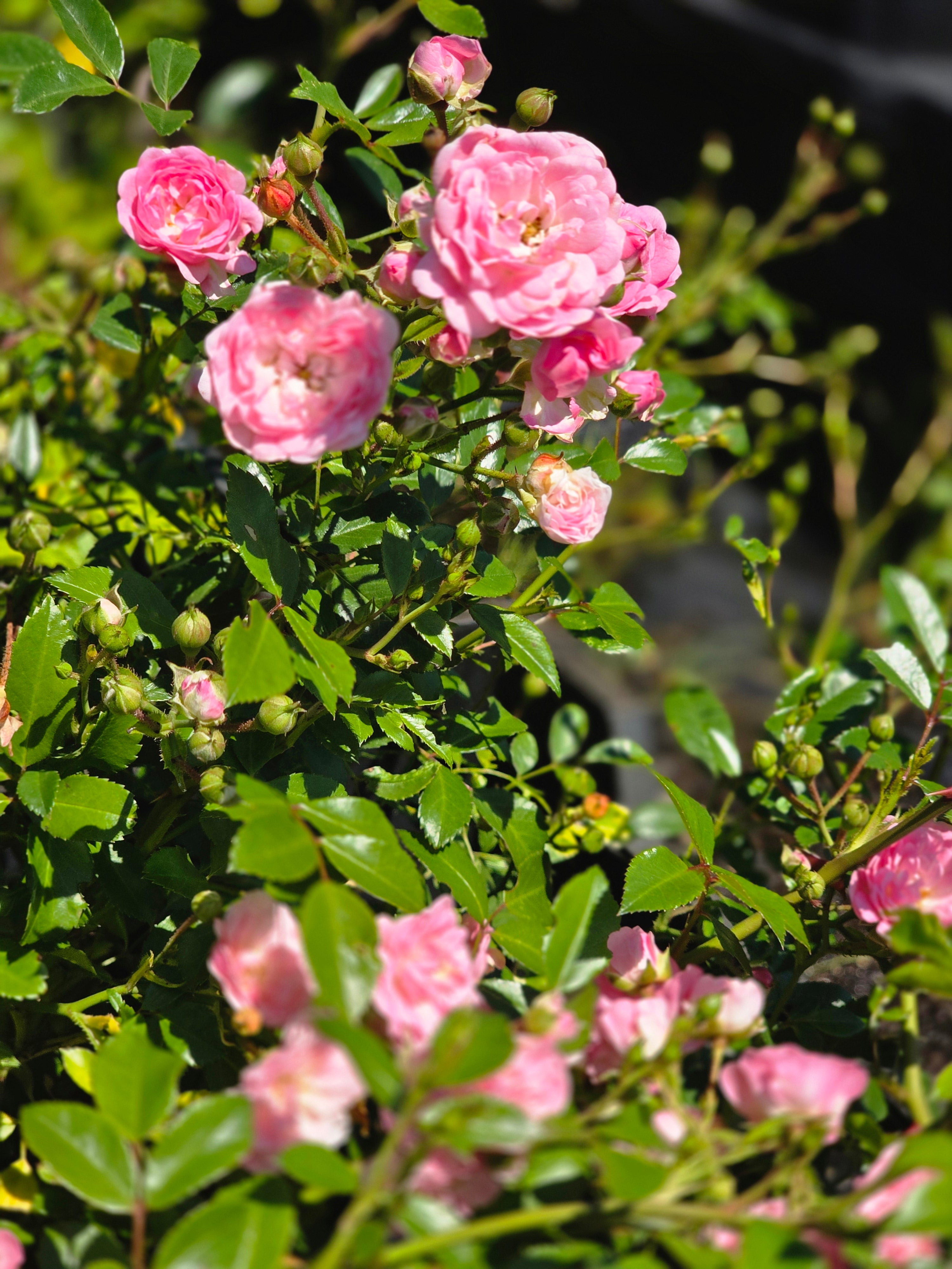 Englische Bodendeckende Rose 'The Fairy' - Rosa 'The Fairy' BDR