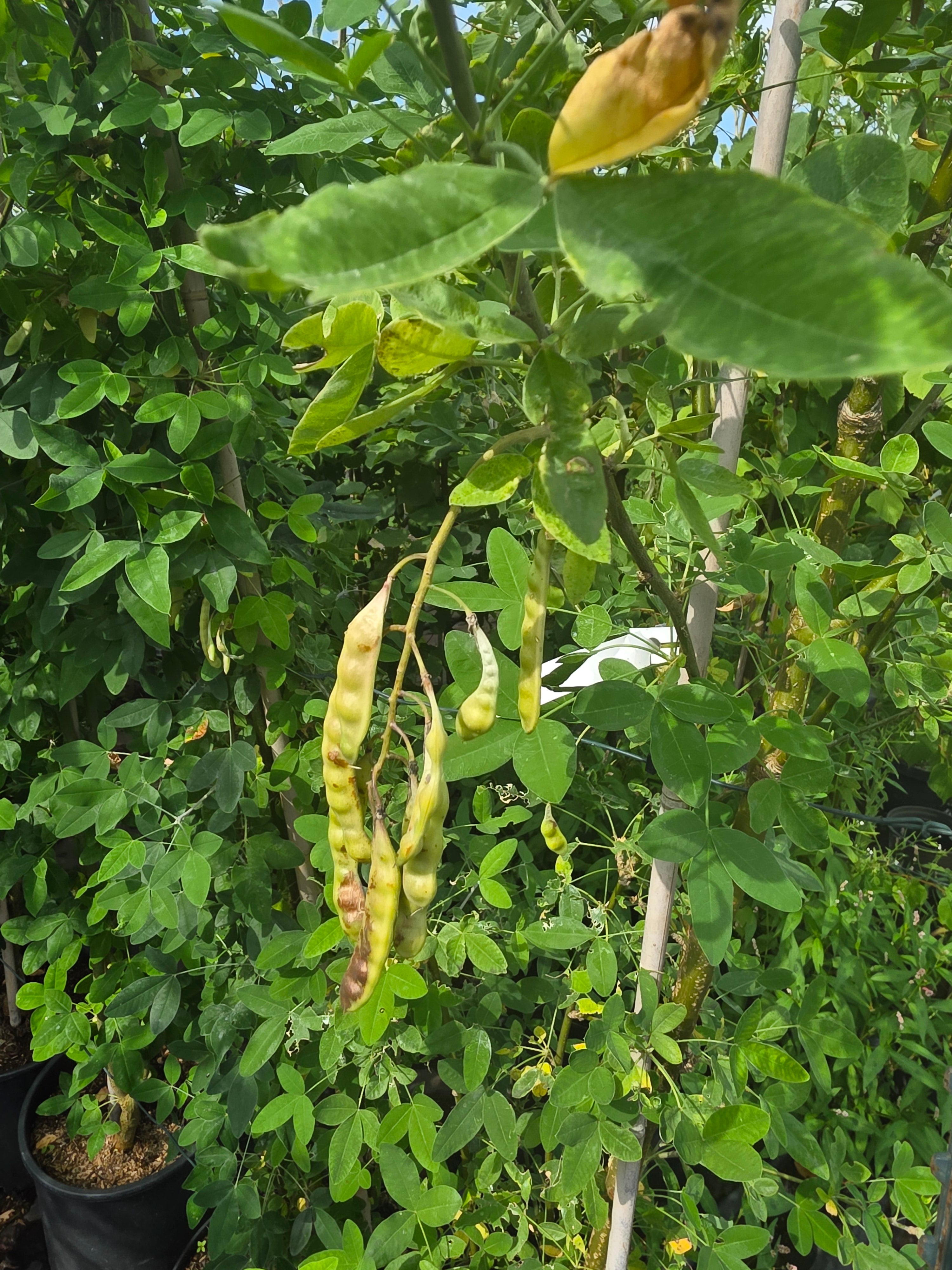 Edel-Goldregen - Laburnum watereri 'Vossii'