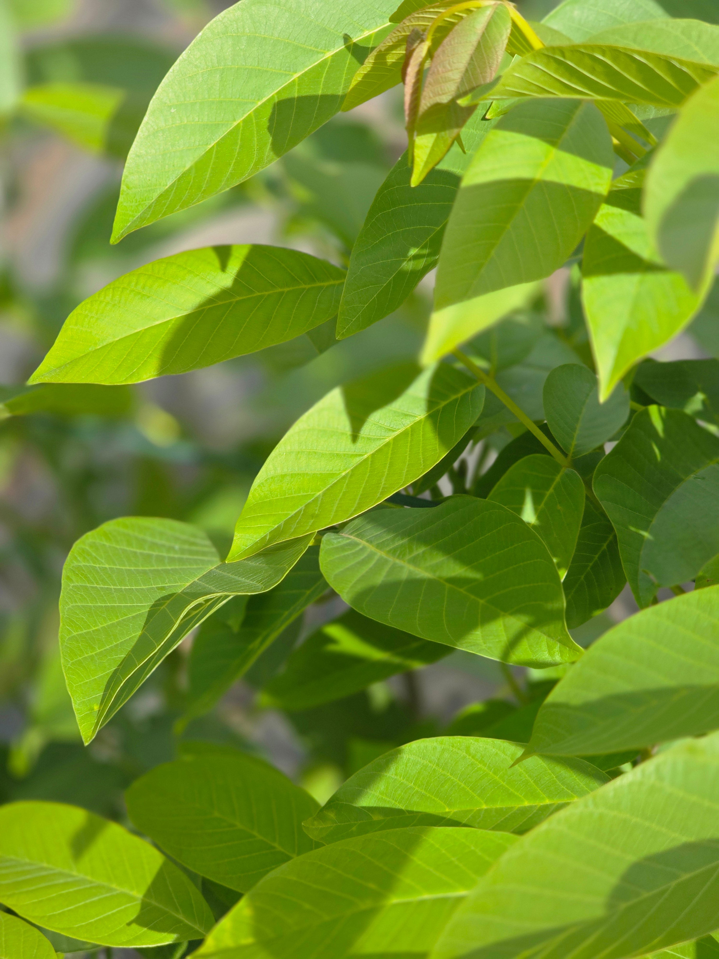 Echte Walnuss - Juglans regia