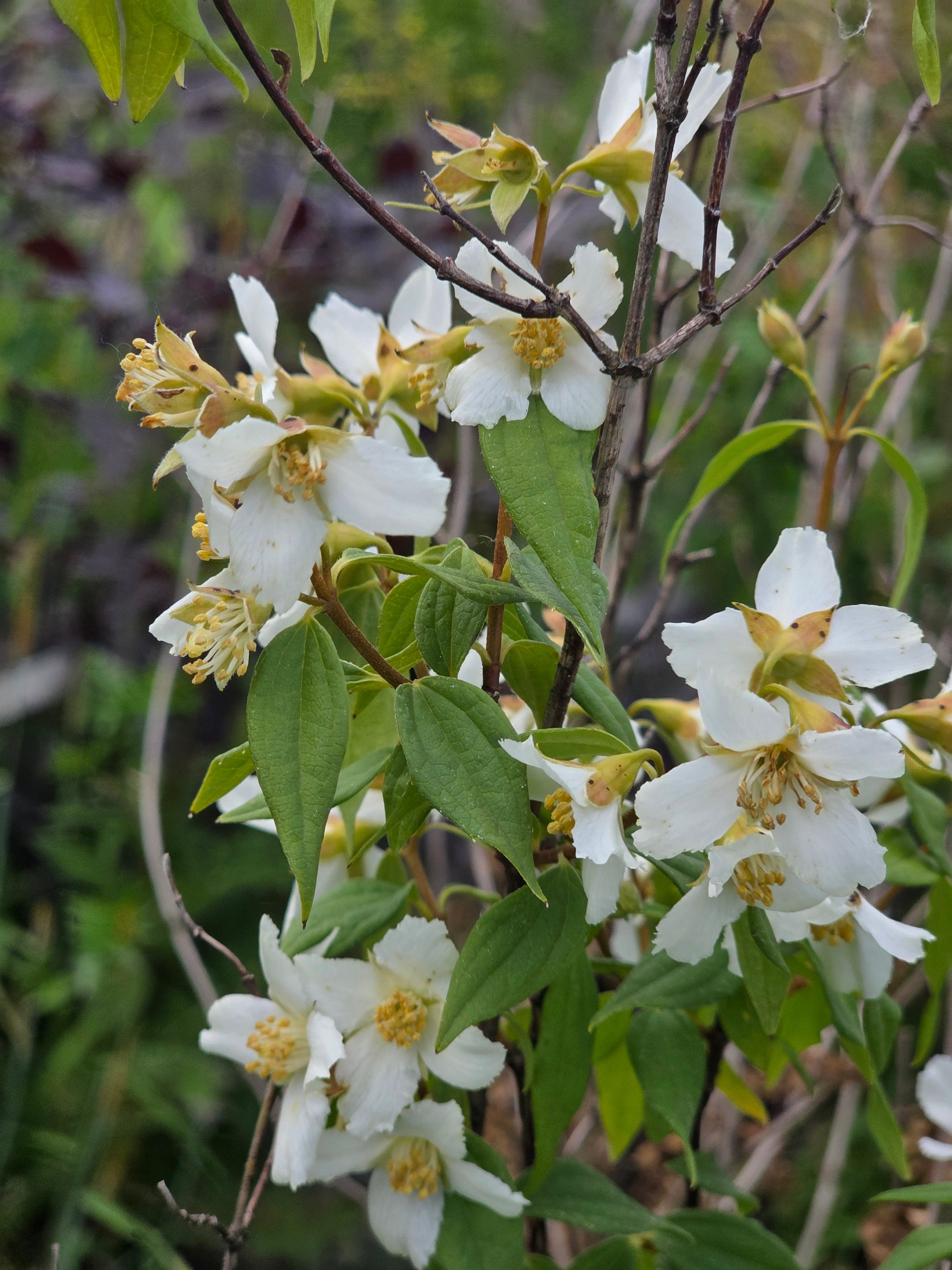Duftjasmin 'Erectus' - Philadelphus 'Erectus'