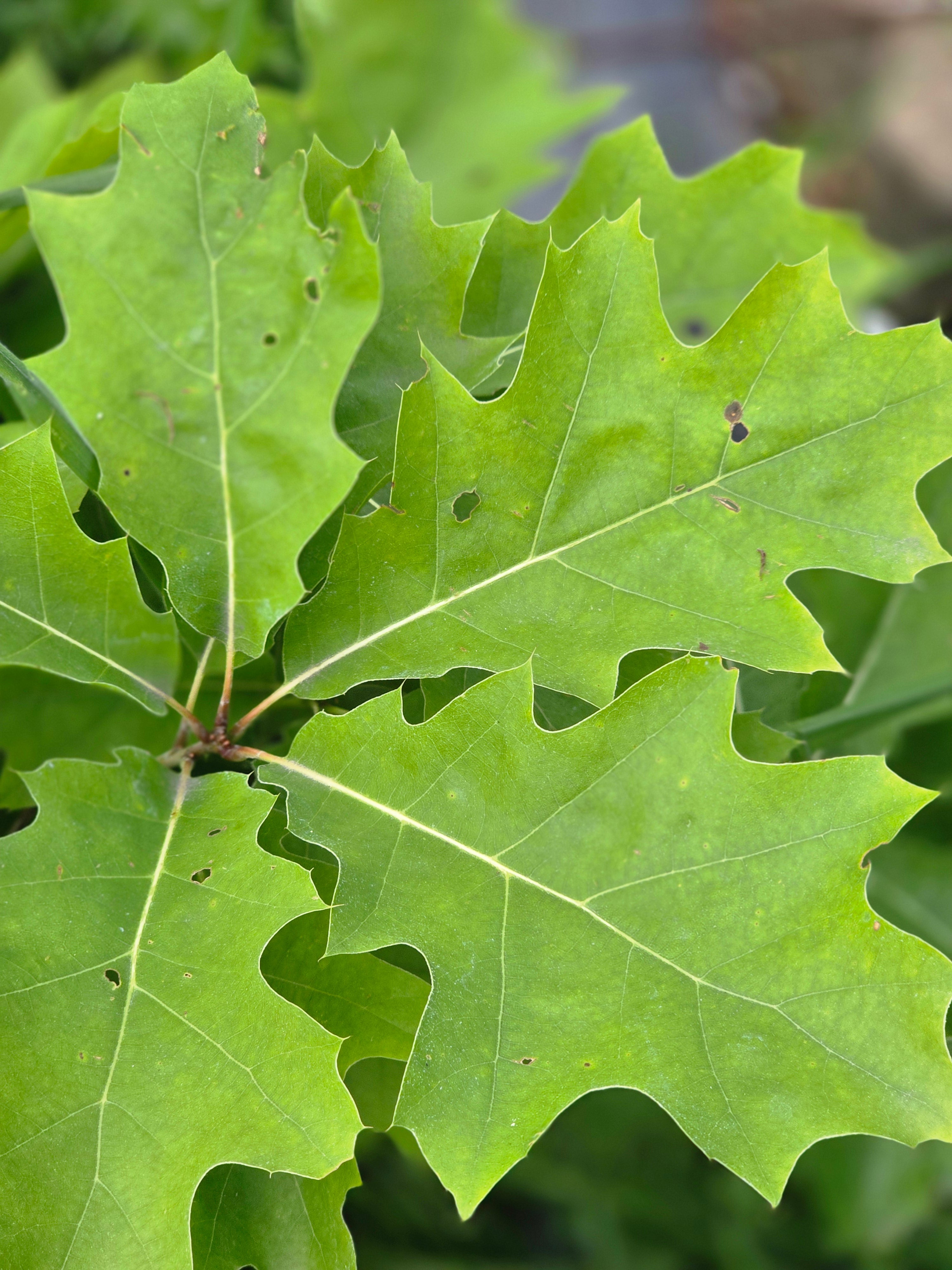 Amerikanische Roteiche Hecken - Quercus rubra