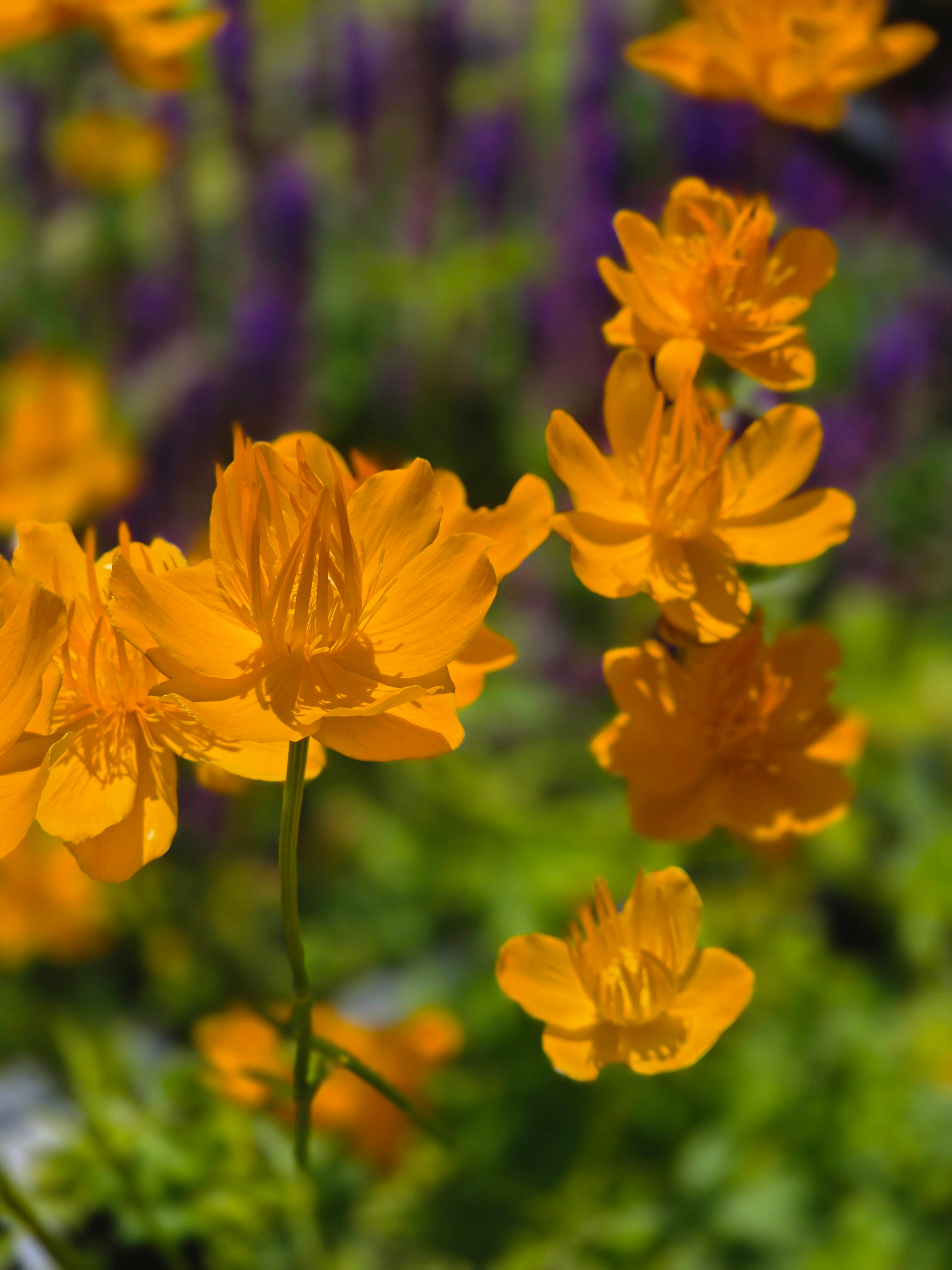 Garten-Trollblume - Trollius chinensis 'Golden Queen'