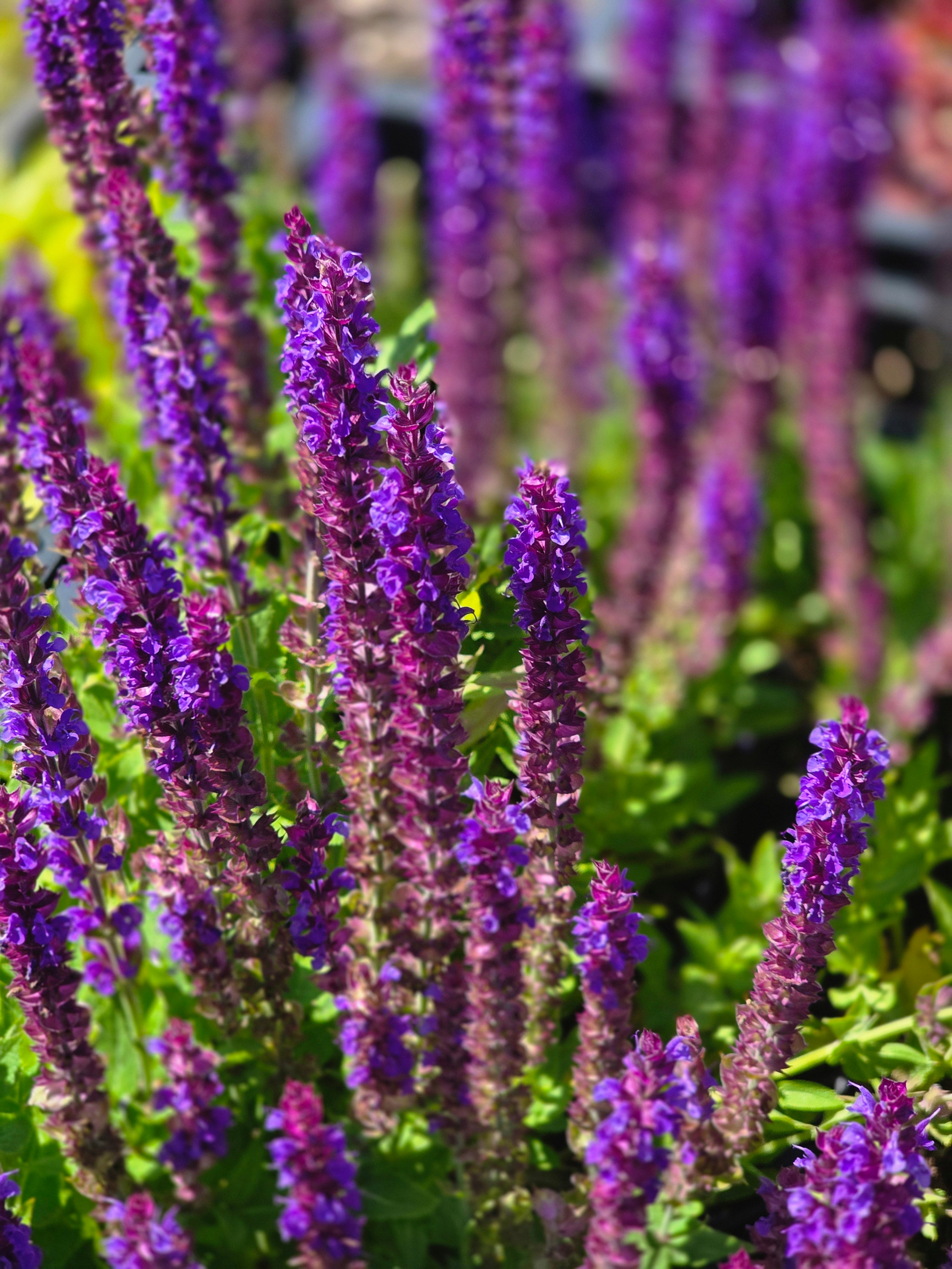 Garten-Blüten-Salbei Mainacht - Salvia nemorosa 'Mainacht'