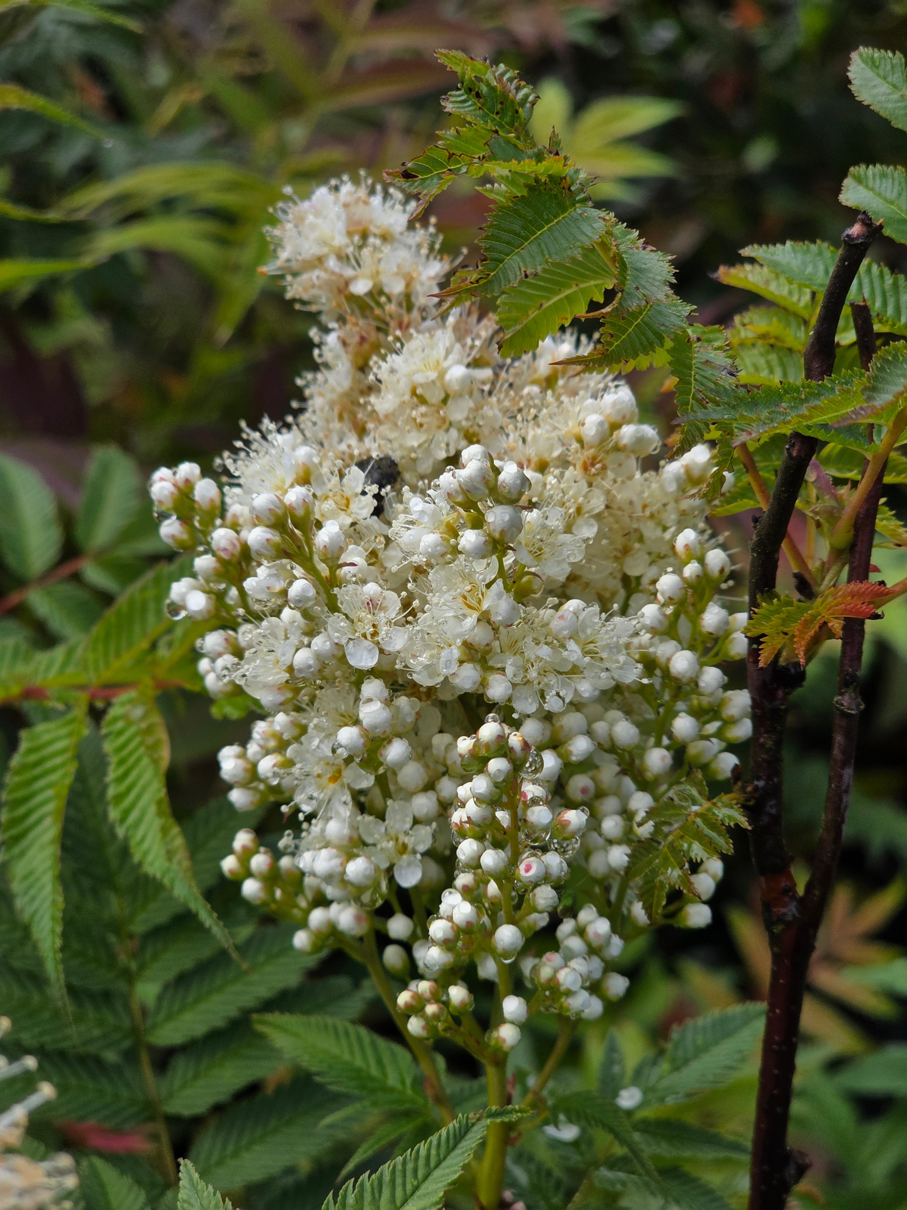 Niedrige Fiederspiere 'Sem' - Sorbaria sorbifolia 'Sem' -S-