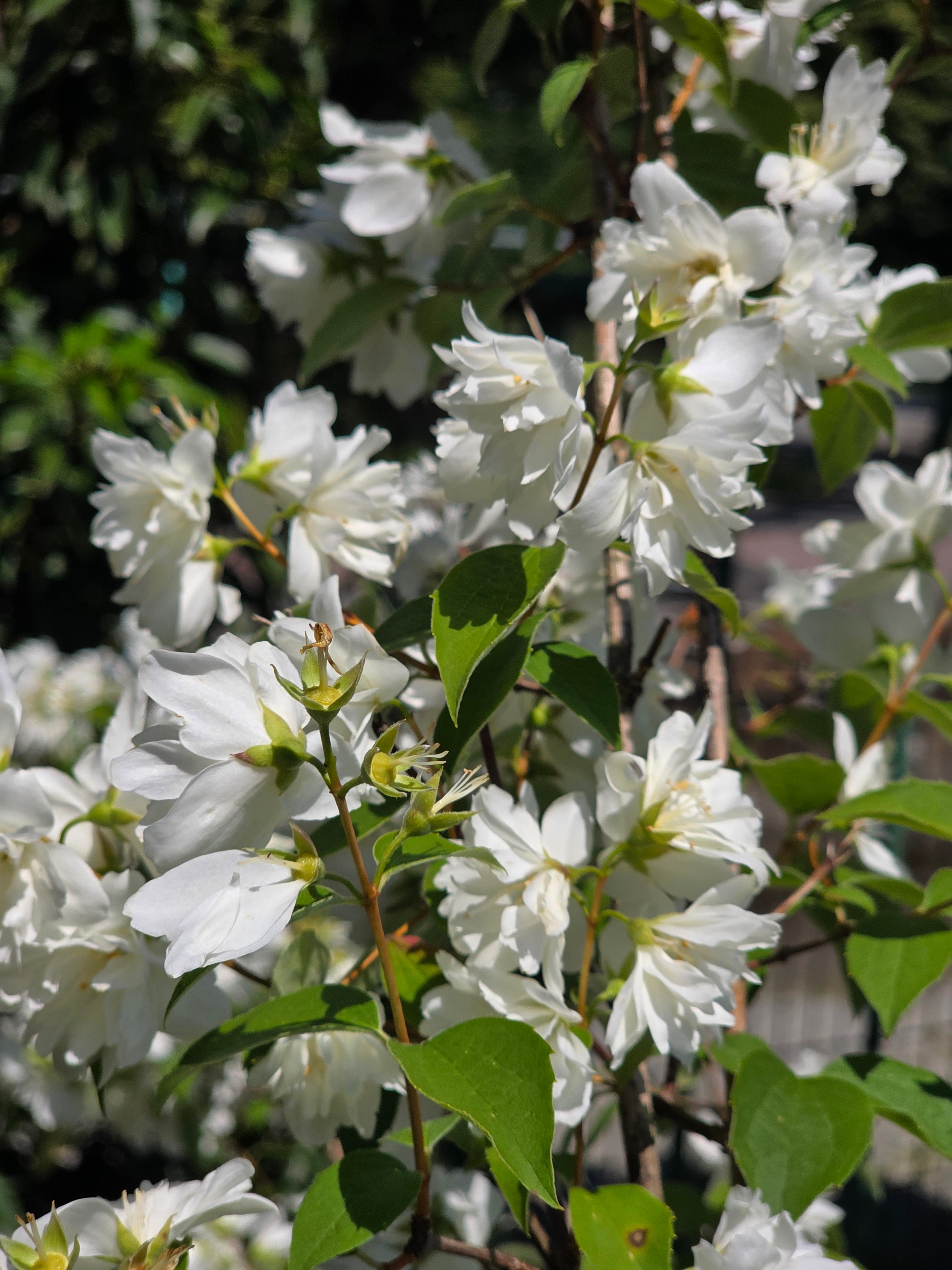 Gefüllter Gartenjasmin - Philadelphus 'Virginal'