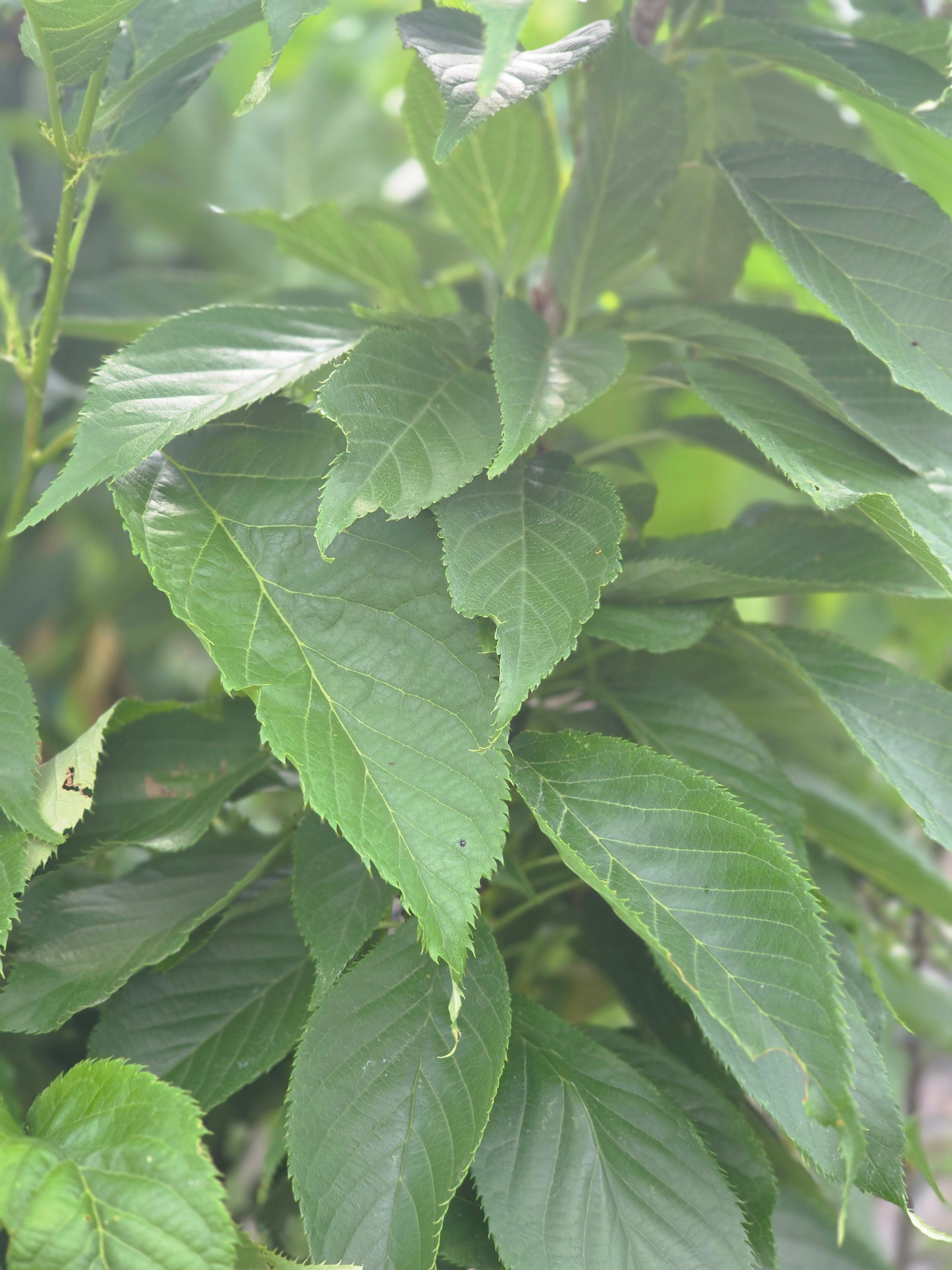 Japanische Säulenkirsche - Prunus serrulata 'Amanogawa' CAC
