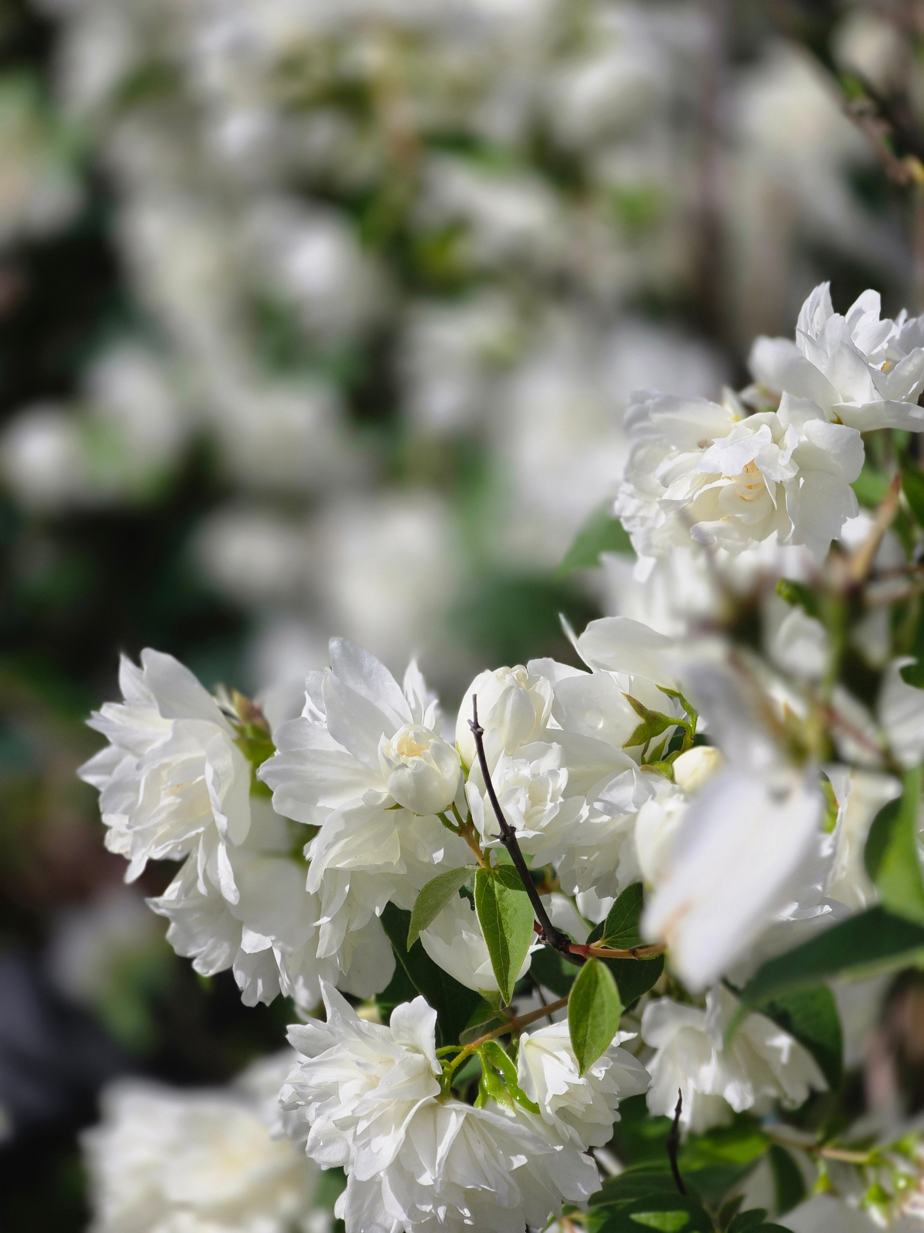 Gefüllter Gartenjasmin 'Schneesturm' - Philadelphus 'Schneesturm'