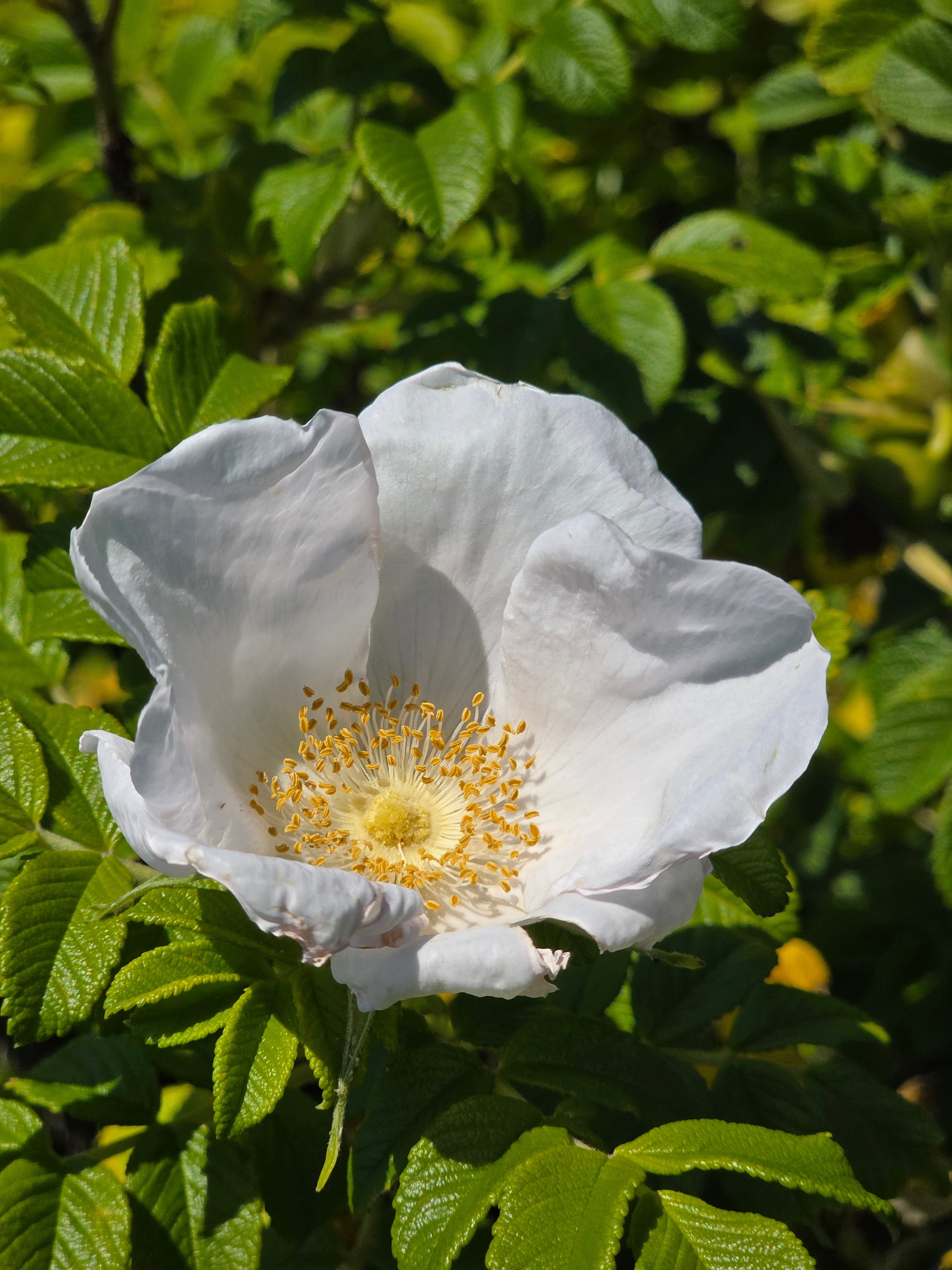 Weiße Apfelrose - Rosa rugosa alba