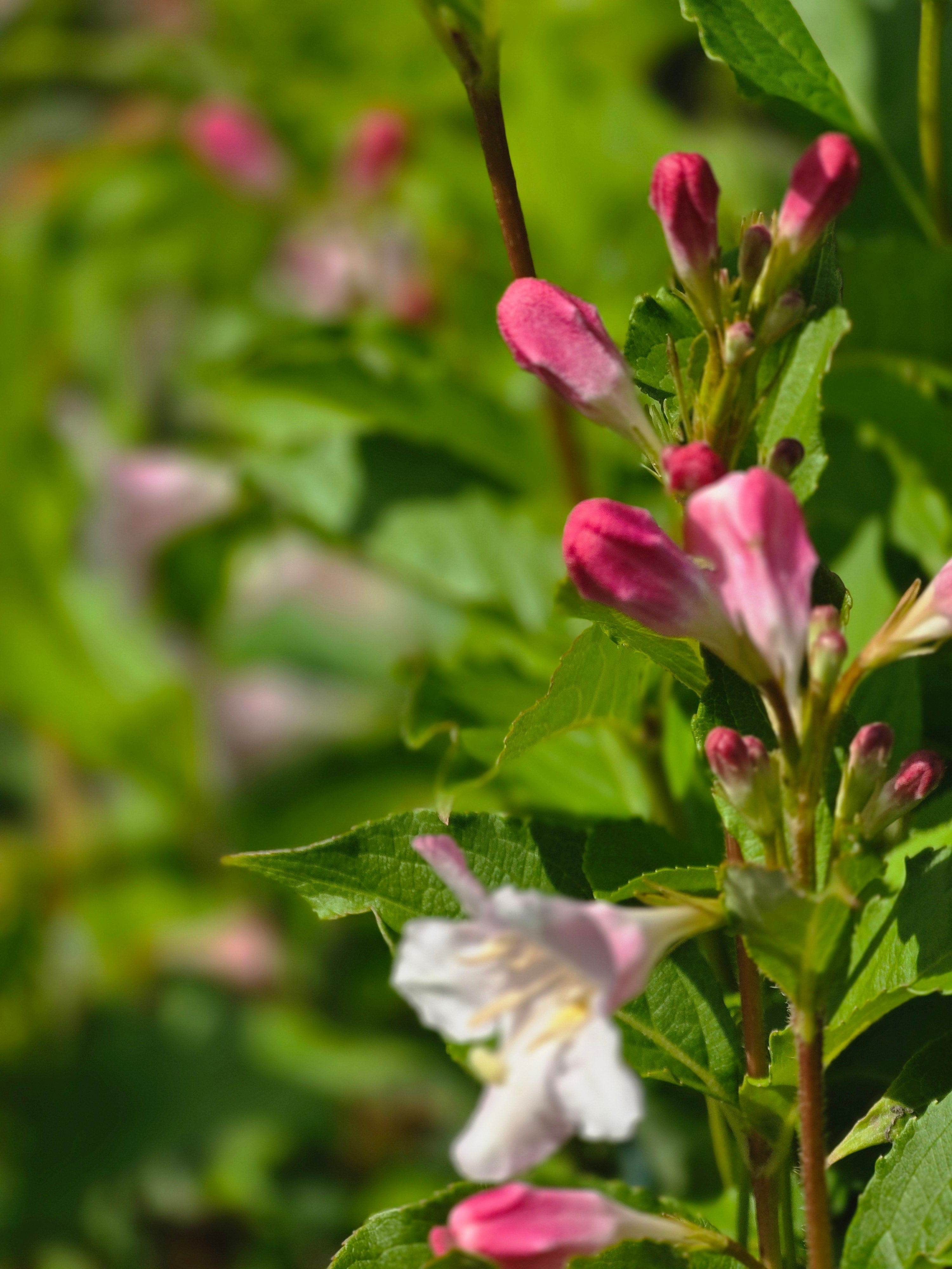 Rosa Weigelie - Weigela florida