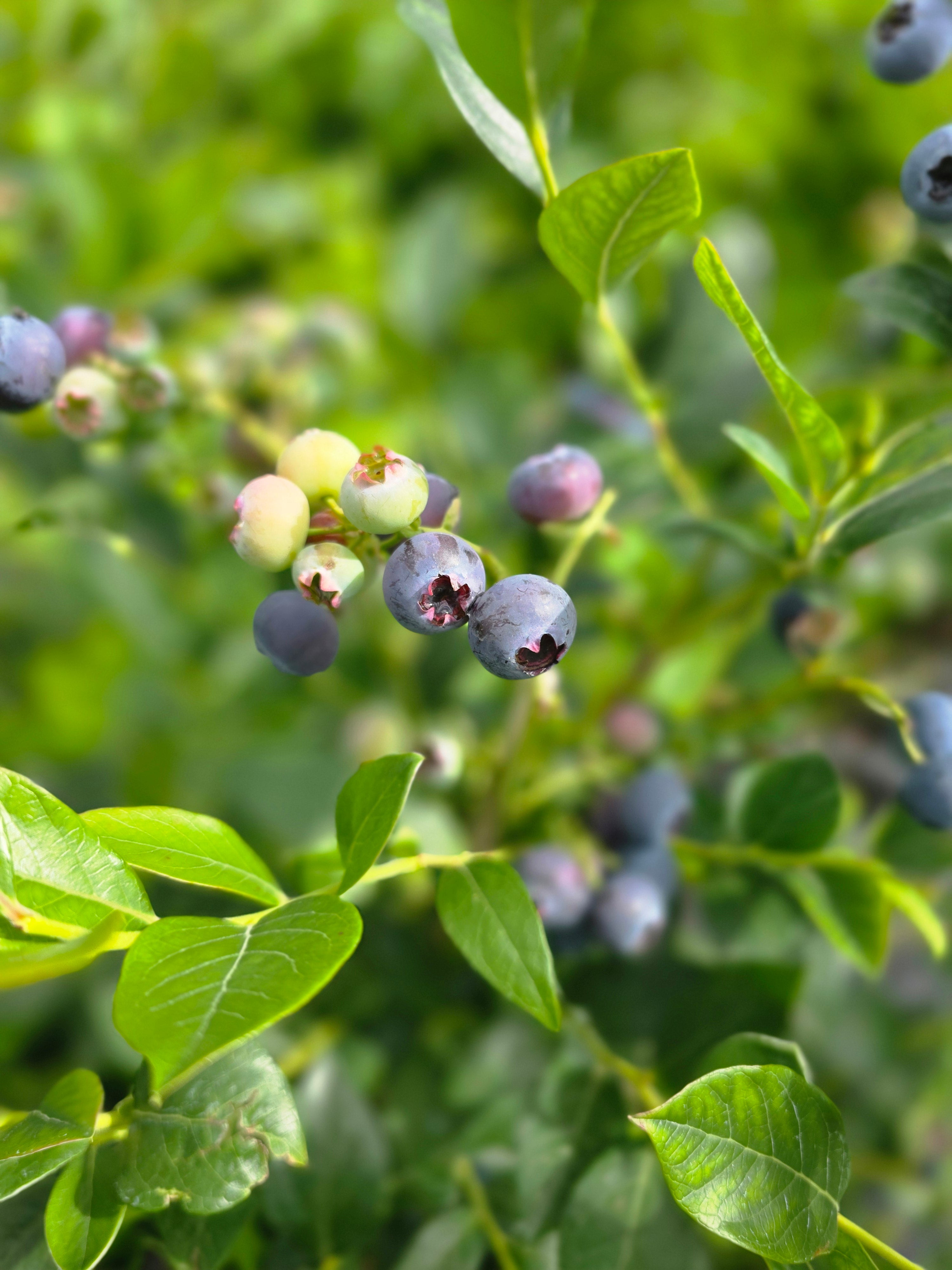 Kulturheidelbeere 'Nelson' - Vaccinium corymb.'Nelson'