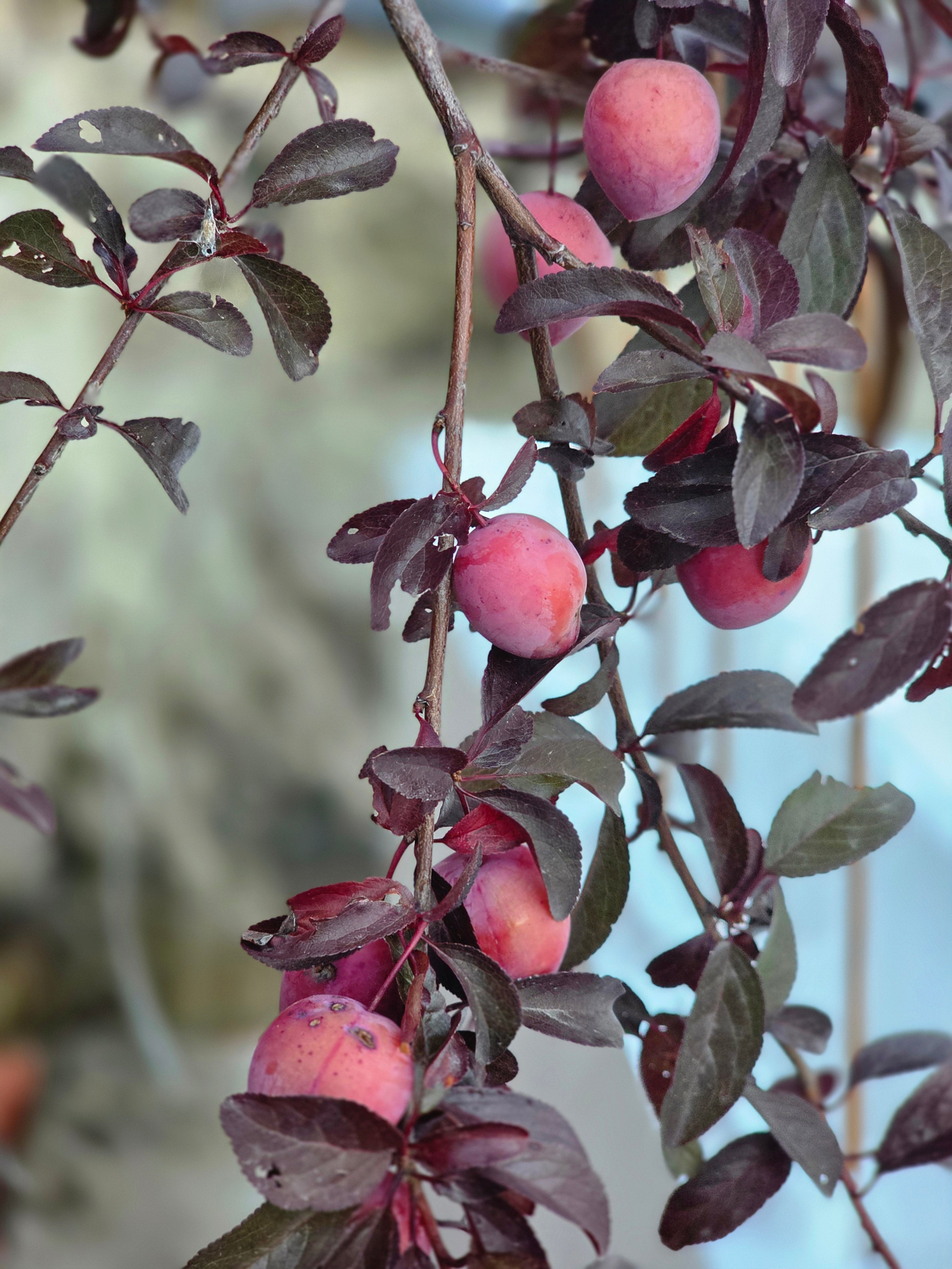 Blutpflaumenbaum / Blutpflaumenstamm - Prunus cerasifera 'Nigra' CAC
