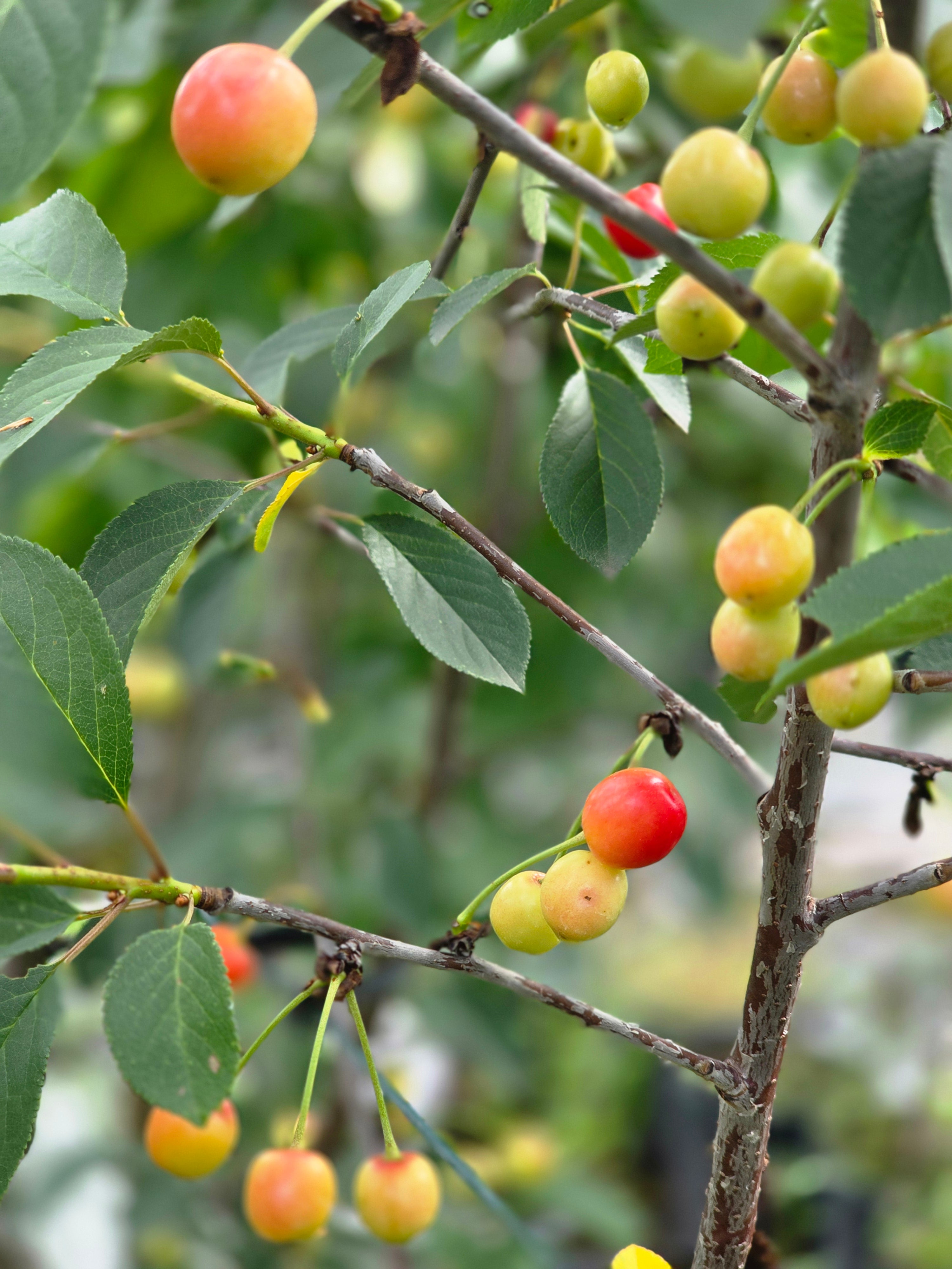 Sauerkirsche 'Morellenfeuer' - Prunus cerasus 'Morellenfeuer' CAC