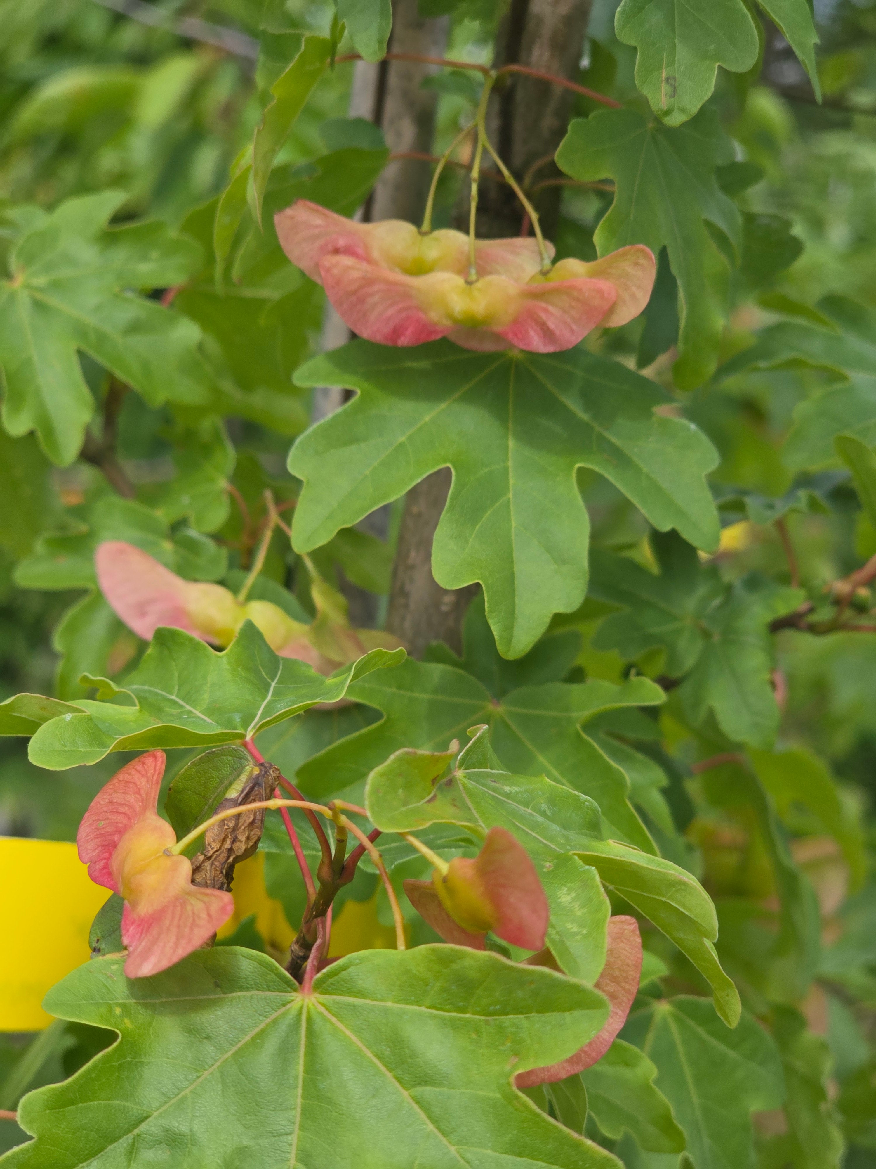 Feldahorn 'Elsrijk' - Acer campestre 'Elsrijk'