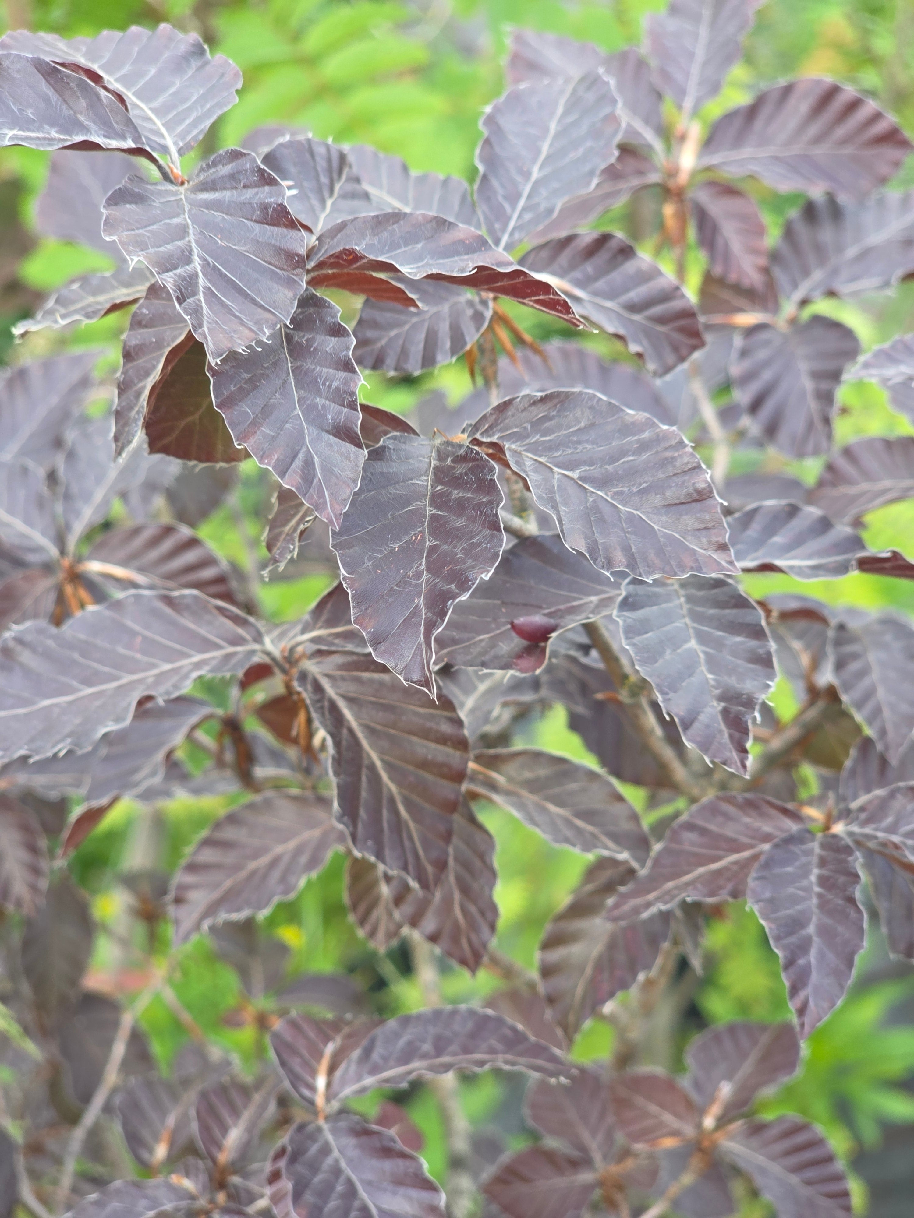 Blutbuche Veredelung - Fagus sylvatica 'Atropunicea'