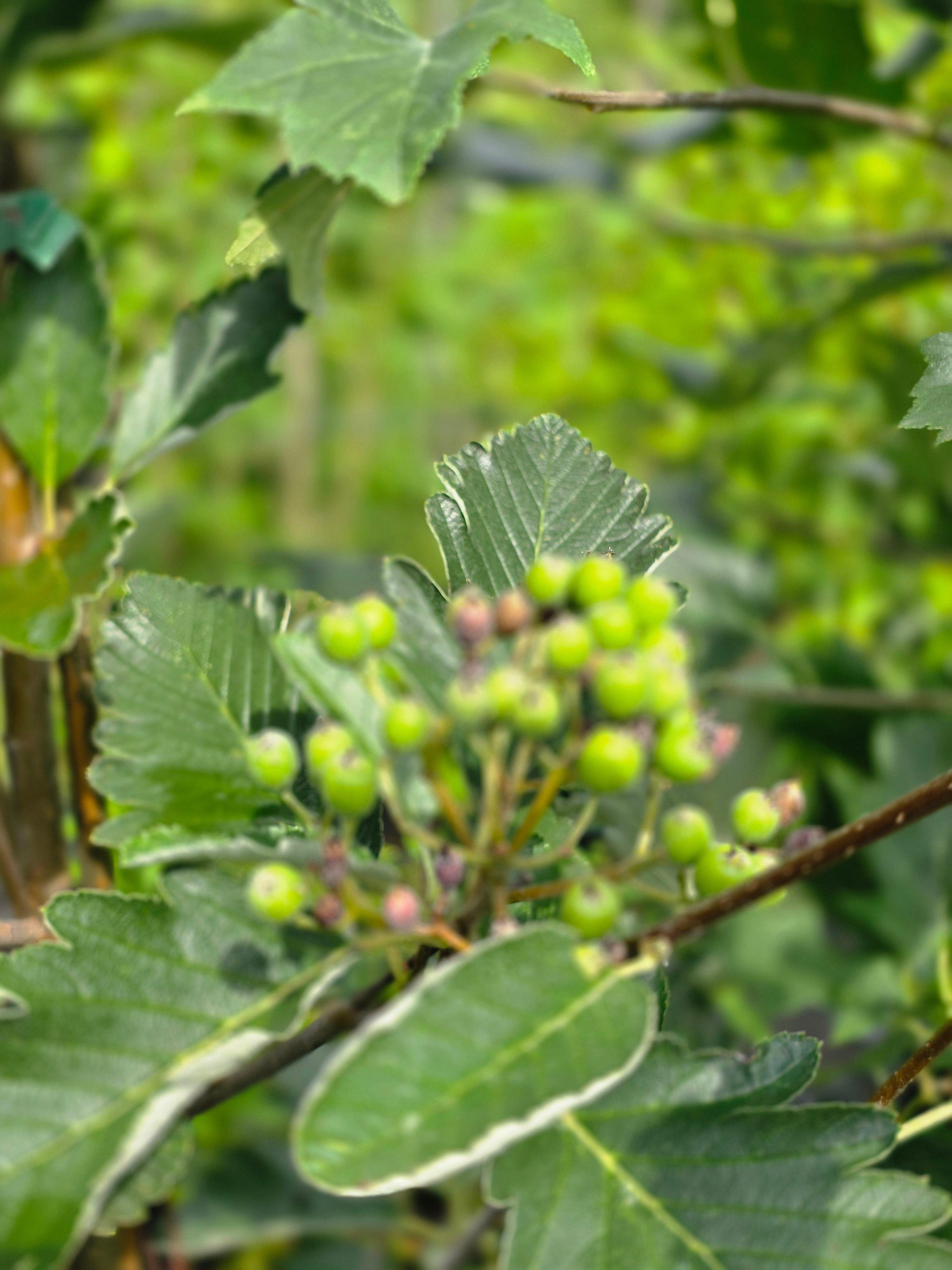 Schwedische Mehlbeere - Sorbus intermedia