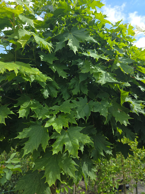 Kugelahorn 'Globosum' - Acer platanoides 'Globosum'