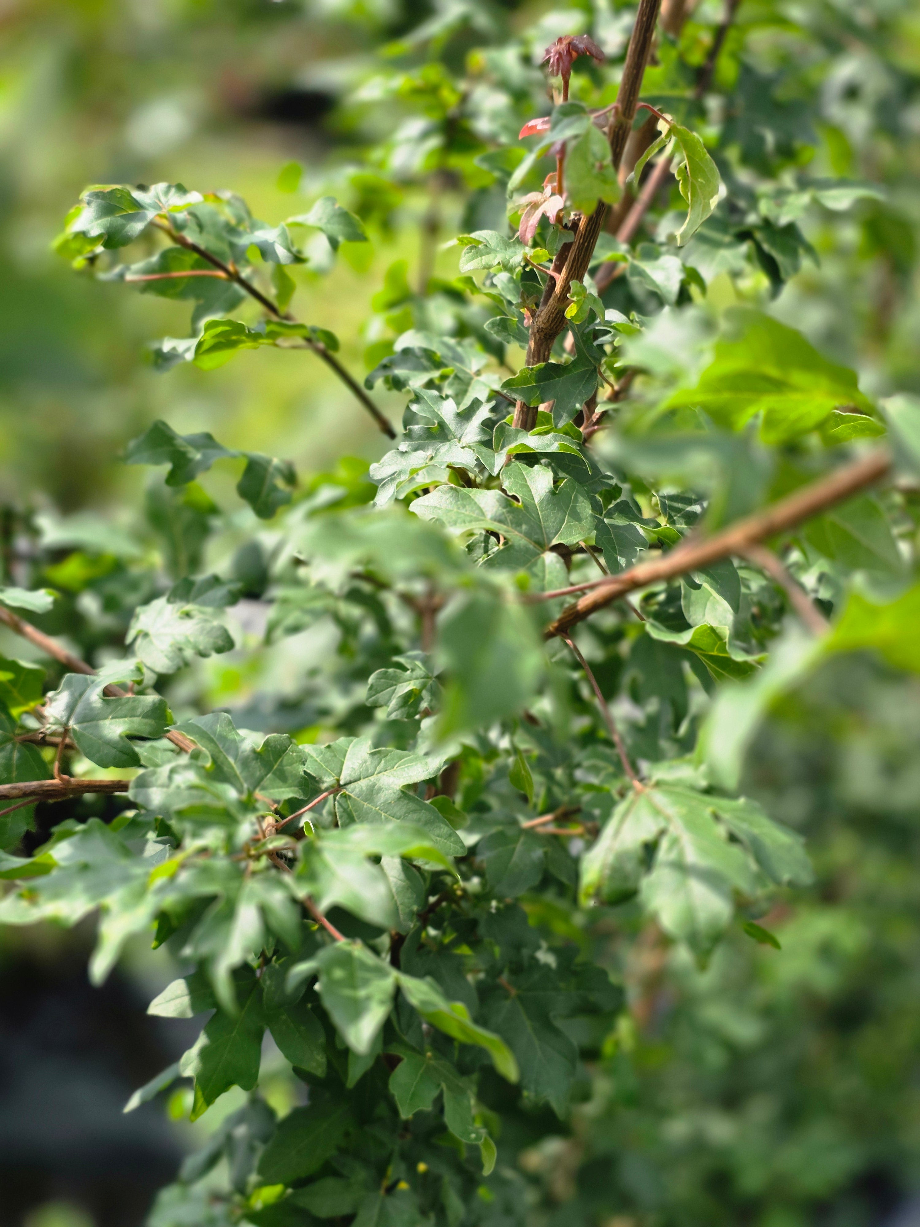 Feldahorn - Acer campestre