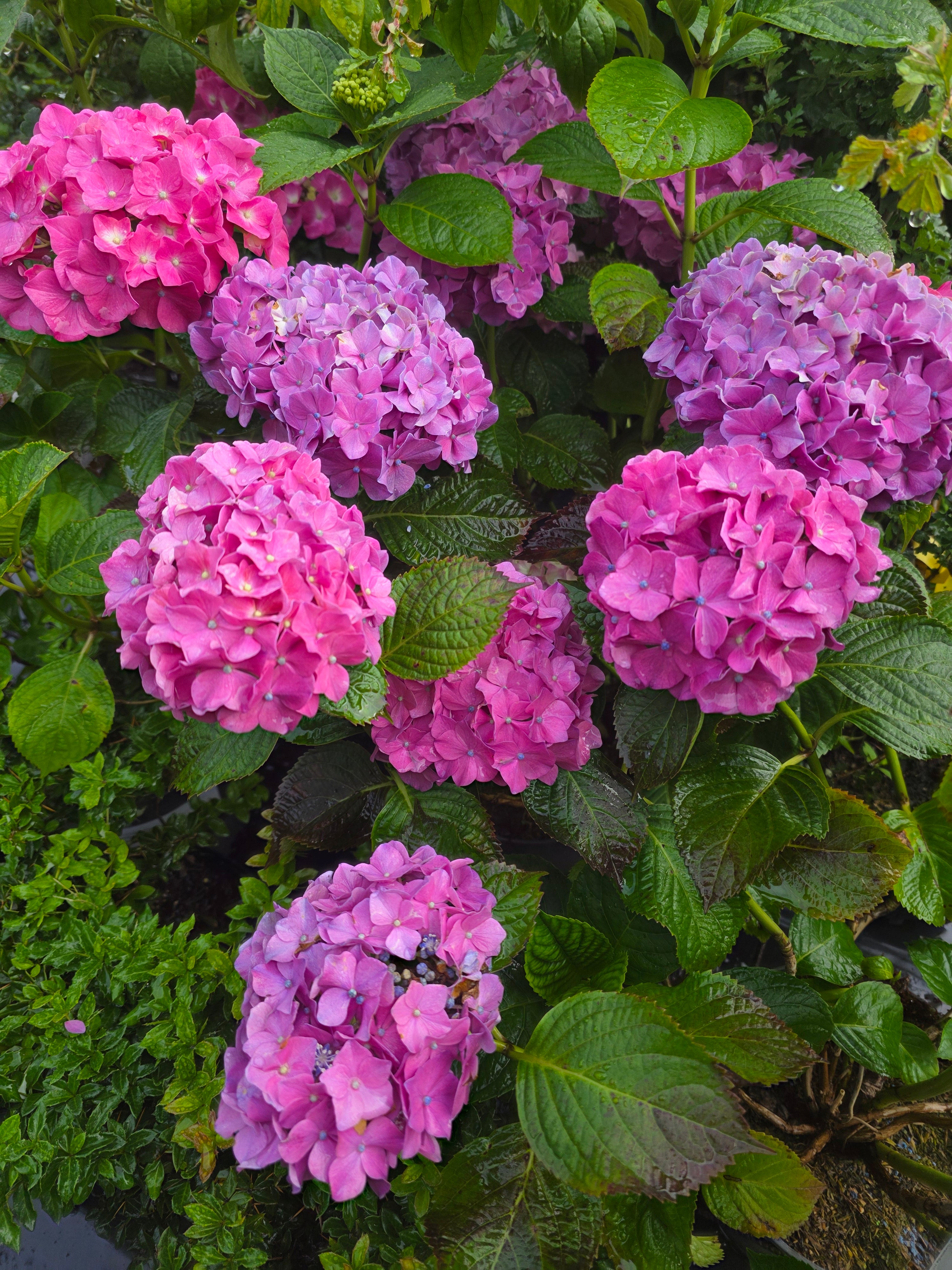 Bauernhortensie 'Bouquet Rose' - Hydrangea macrophylla 'Bouquet Rose'
