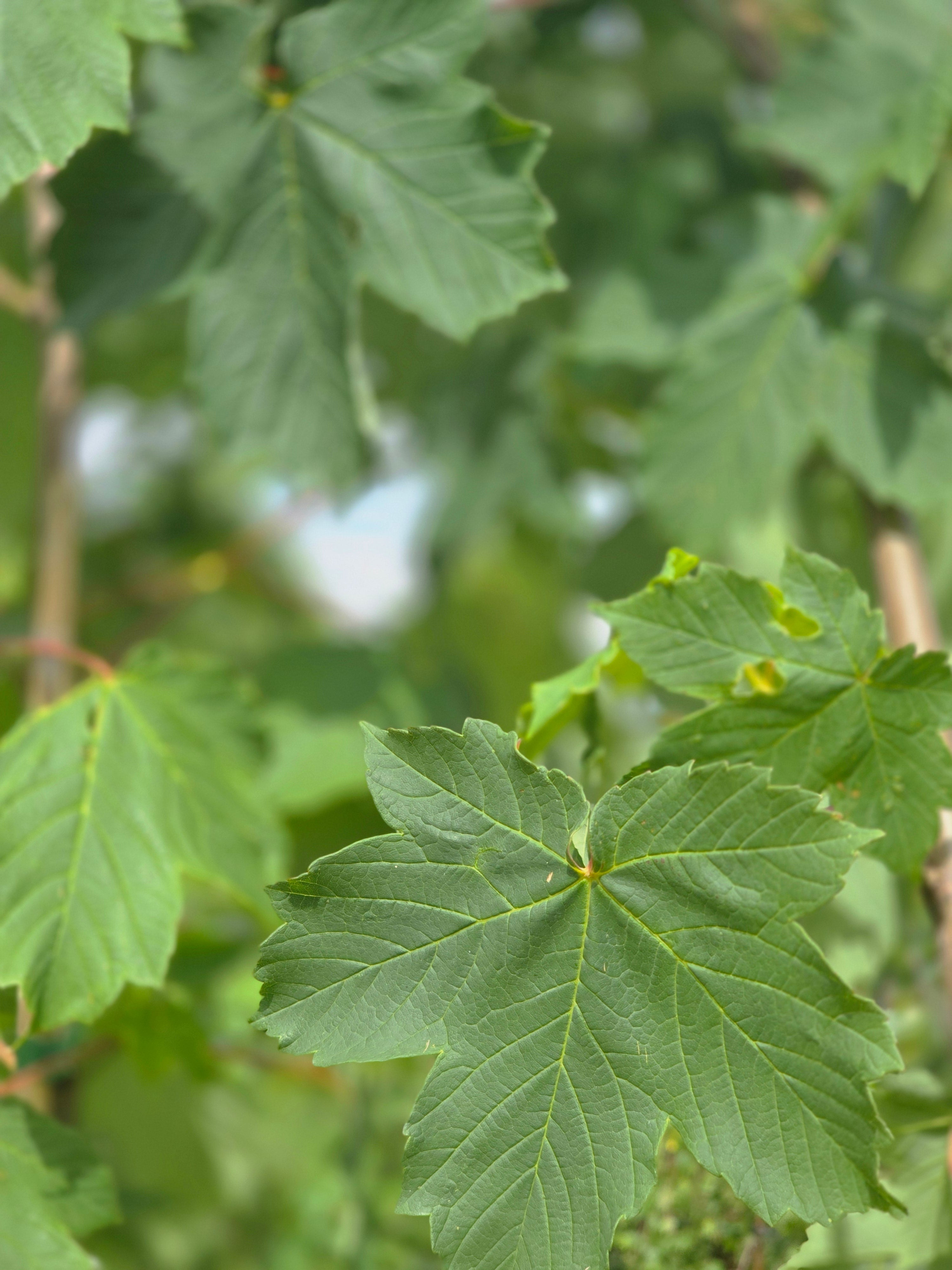 Bergahorn - Acer pseudoplatanus