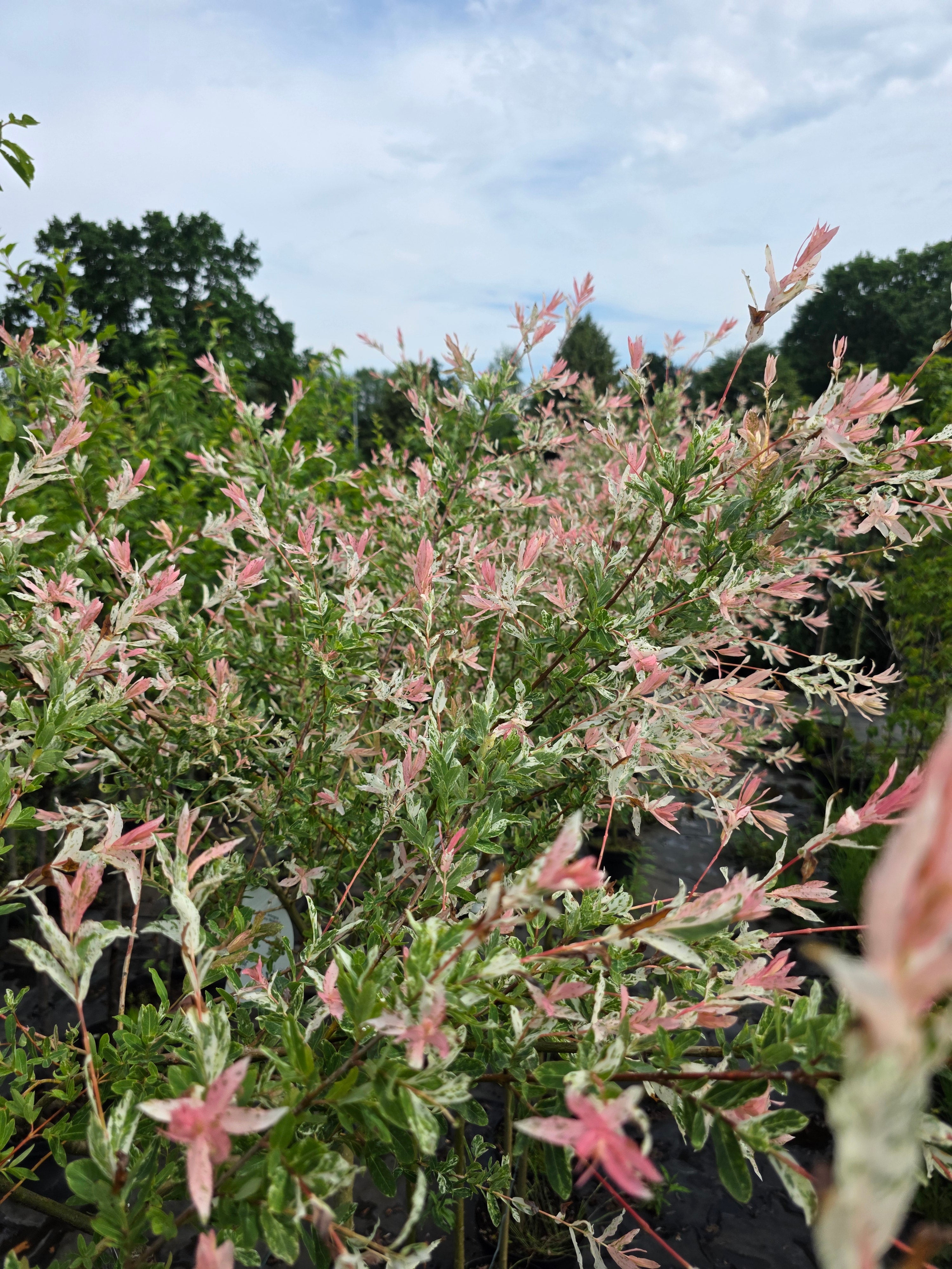 Zierweide 'Hakuro Nishiki' / Harlekinweide - Salix integra 'Hakuro Nishiki'