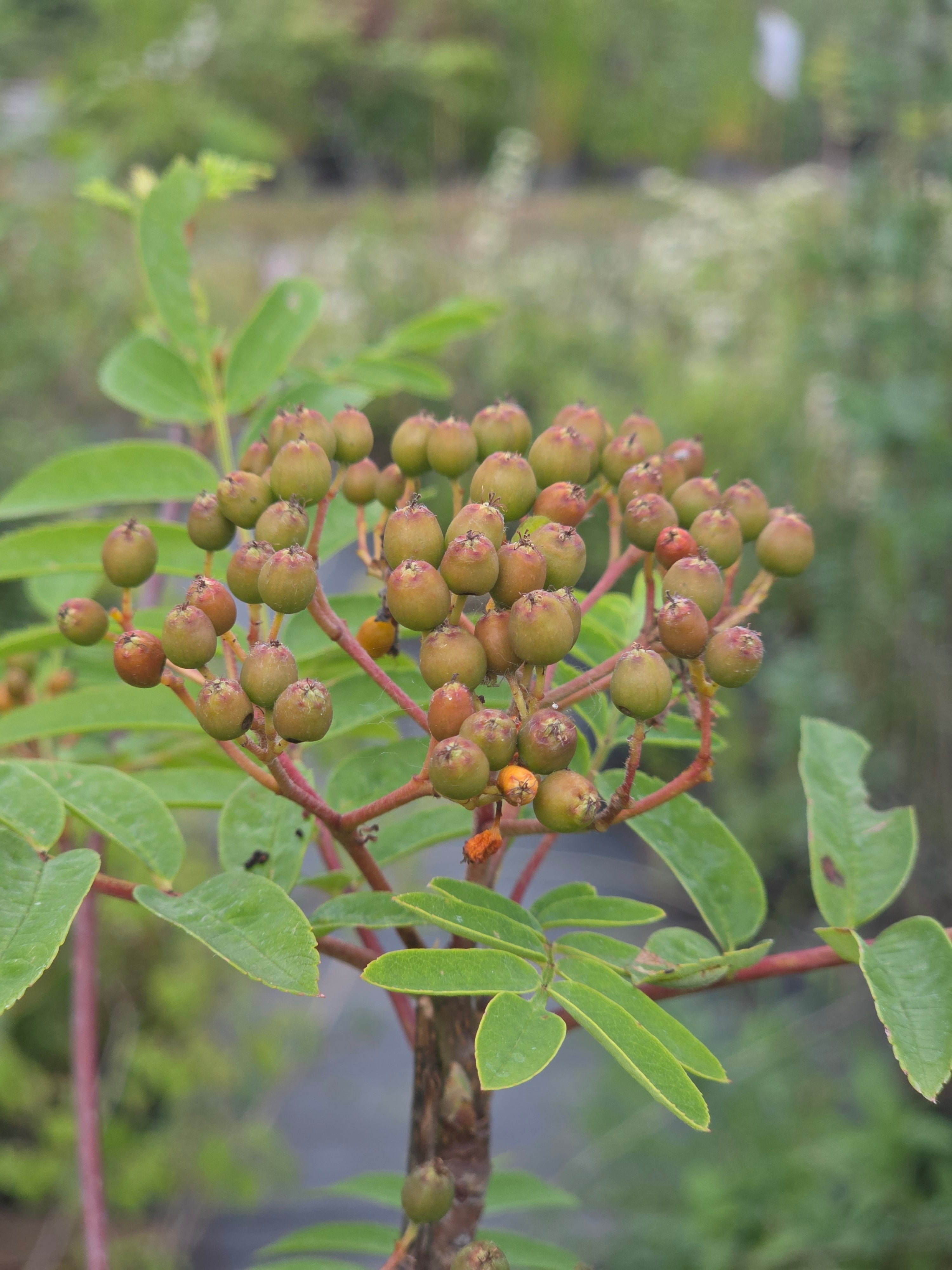 Pyramiden-Eberesche - Sorbus aucuparia 'Fastigiata'