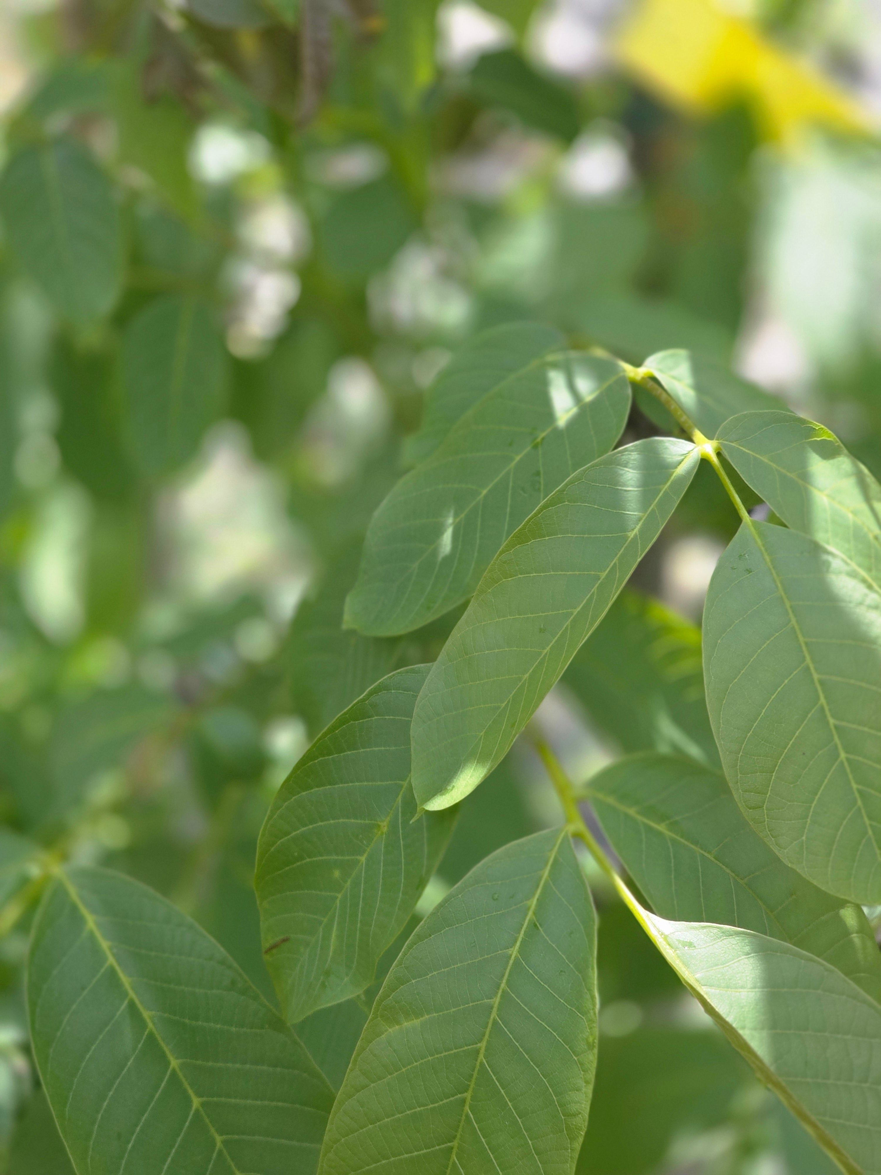 Echte Walnuss - Juglans regia