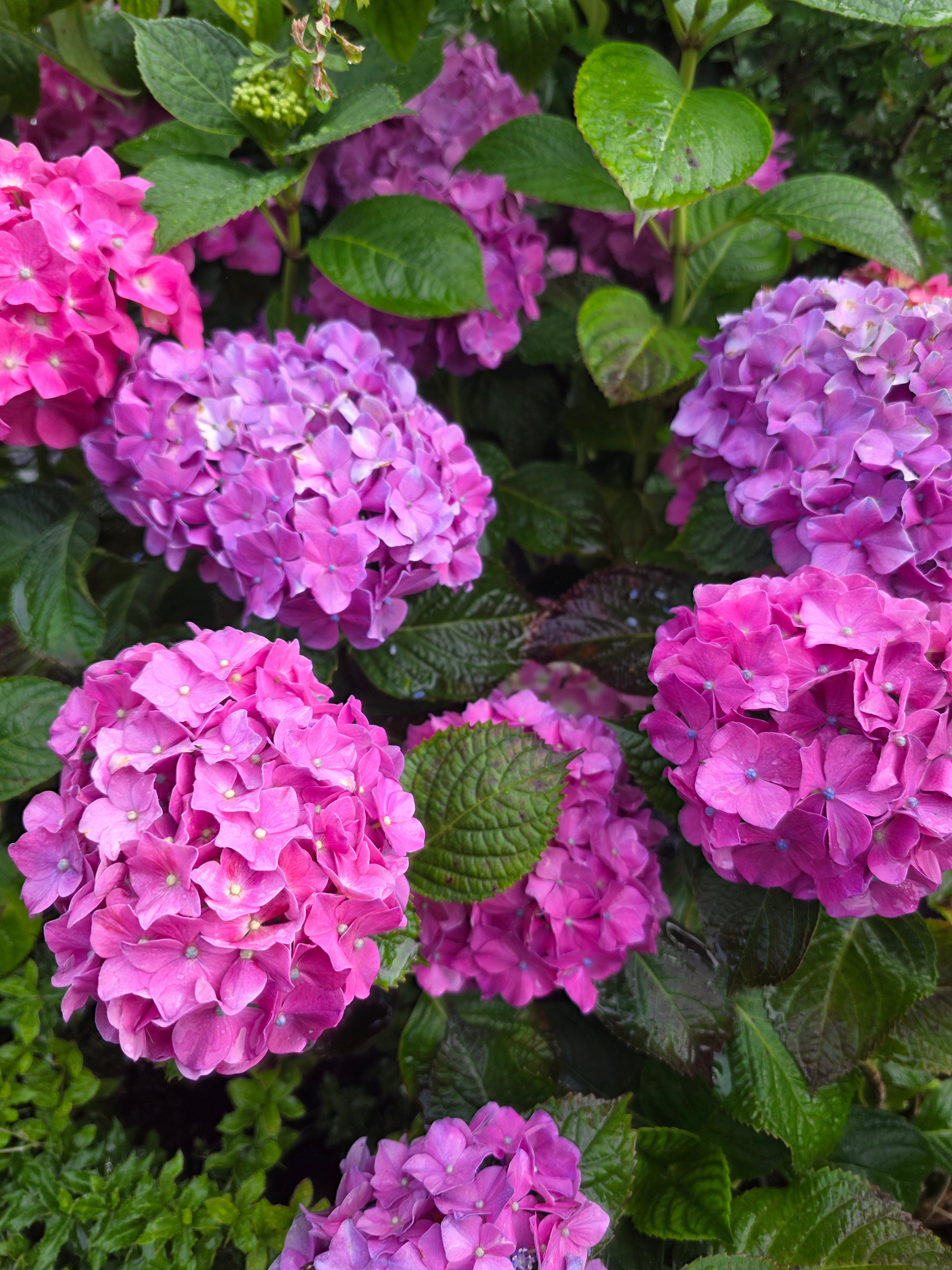 Bauernhortensie 'Bouquet Rose' - Hydrangea macrophylla 'Bouquet Rose'
