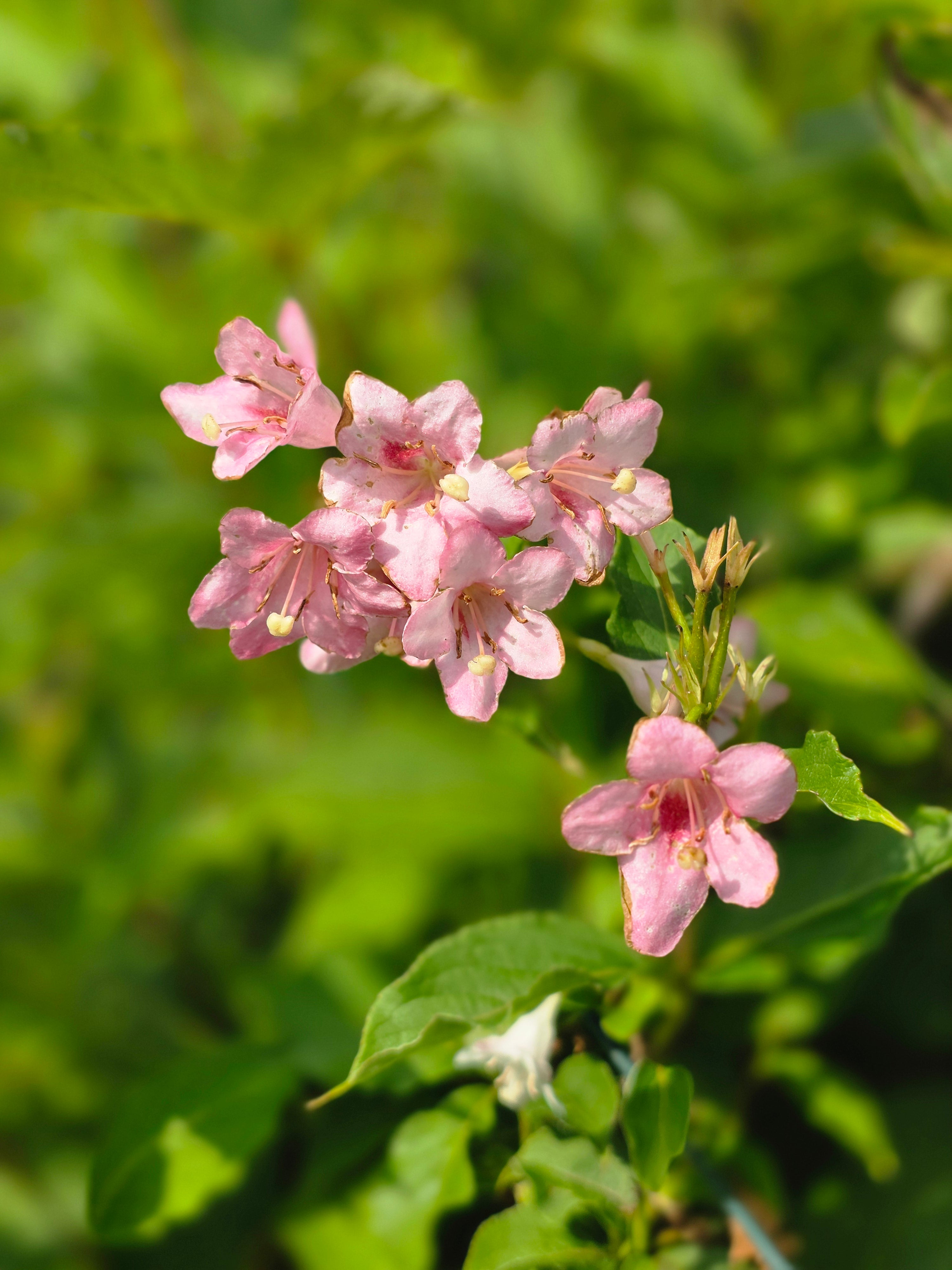 Rosa Weigelie - Weigela florida