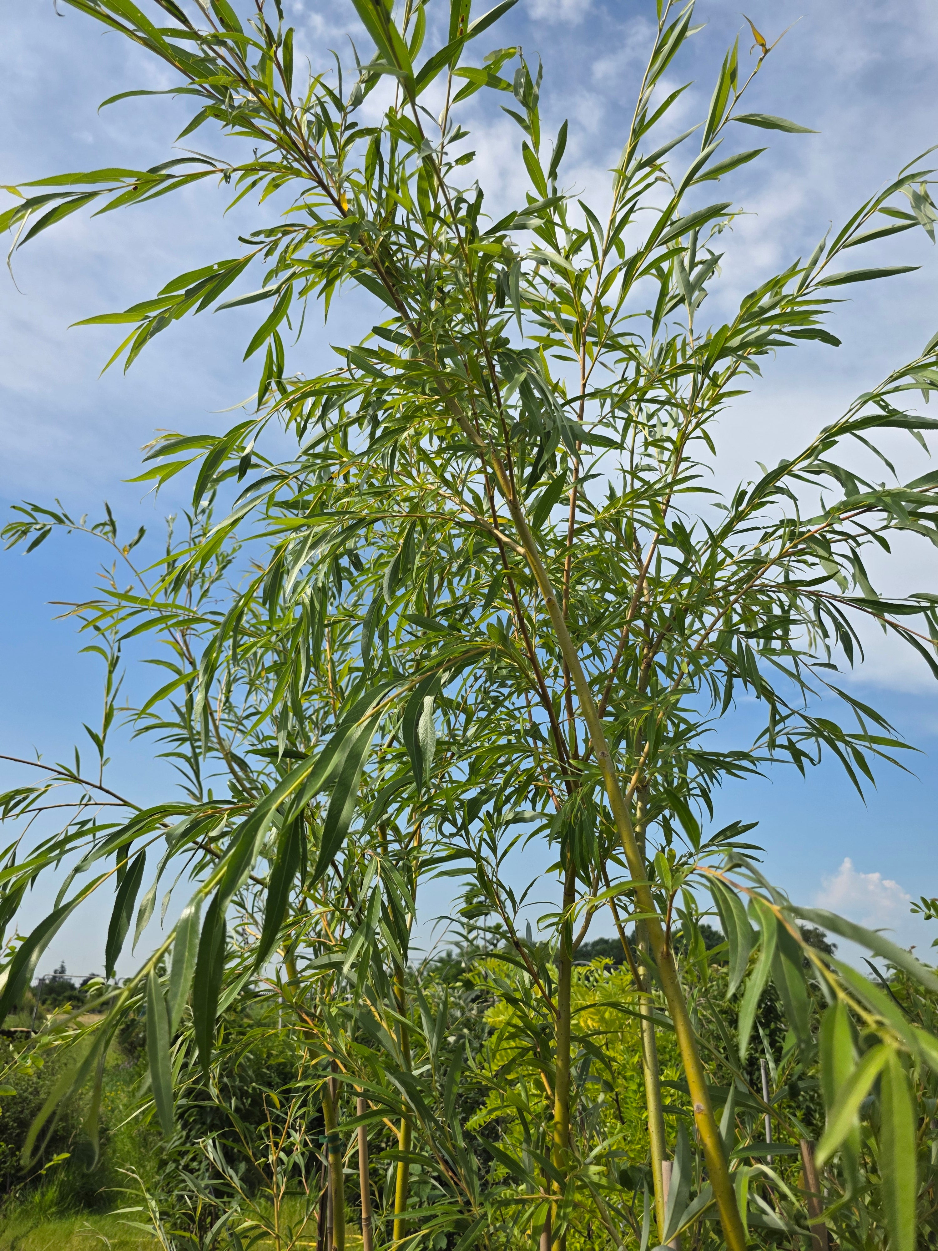 Trauerweide - Salix alba 'Tristis'