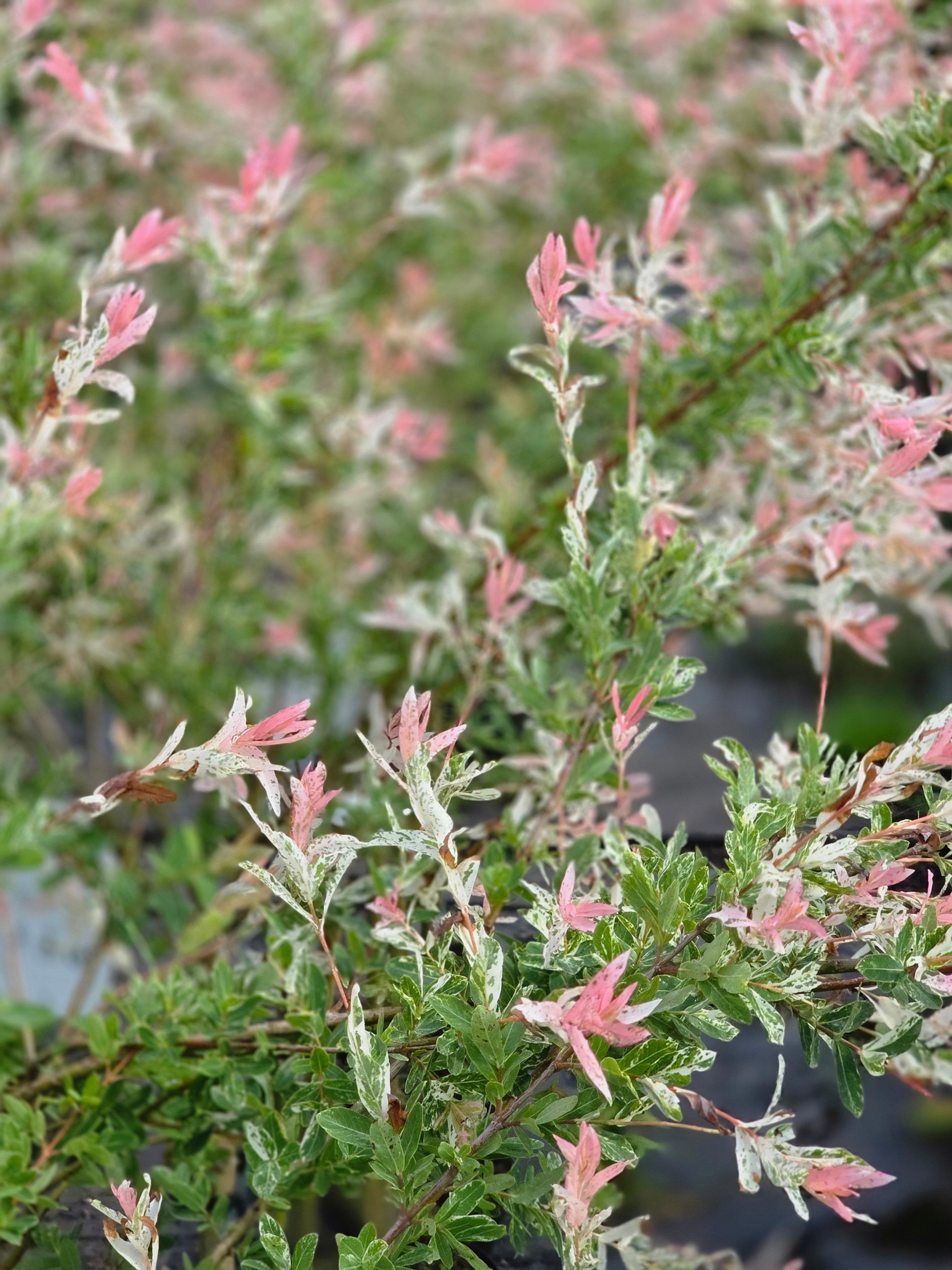Zierweide 'Hakuro Nishiki' / Harlekinweide - Salix integra 'Hakuro Nishiki'