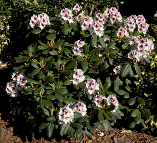 Rhododendron-Hybride 'Herbstgruß'-1