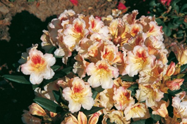 Rhododendron-Hybride 'Marylou'-1