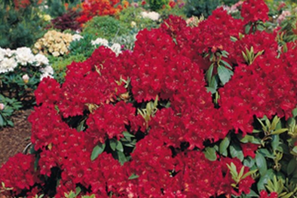 Rhododendron-Hybride 'Erato' ®-1