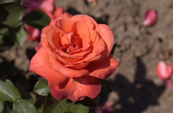Edelrose 'Lady Rose' ®-1