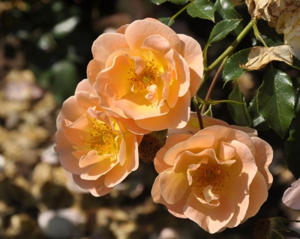Bodendeckende Rose 'Sedana' ® ADR-Rose-1