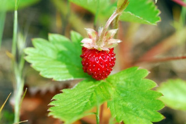 Garten-Monats-Erdbeere-1