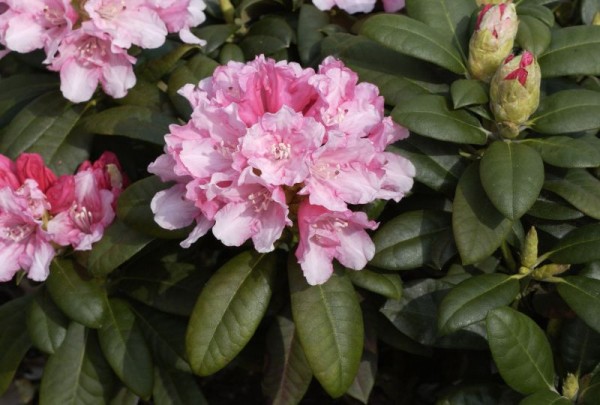 Yaku-Rhododendron 'Colibri'-1
