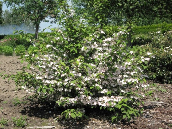 Schneeball-Baum 'Pink Beauty'-1